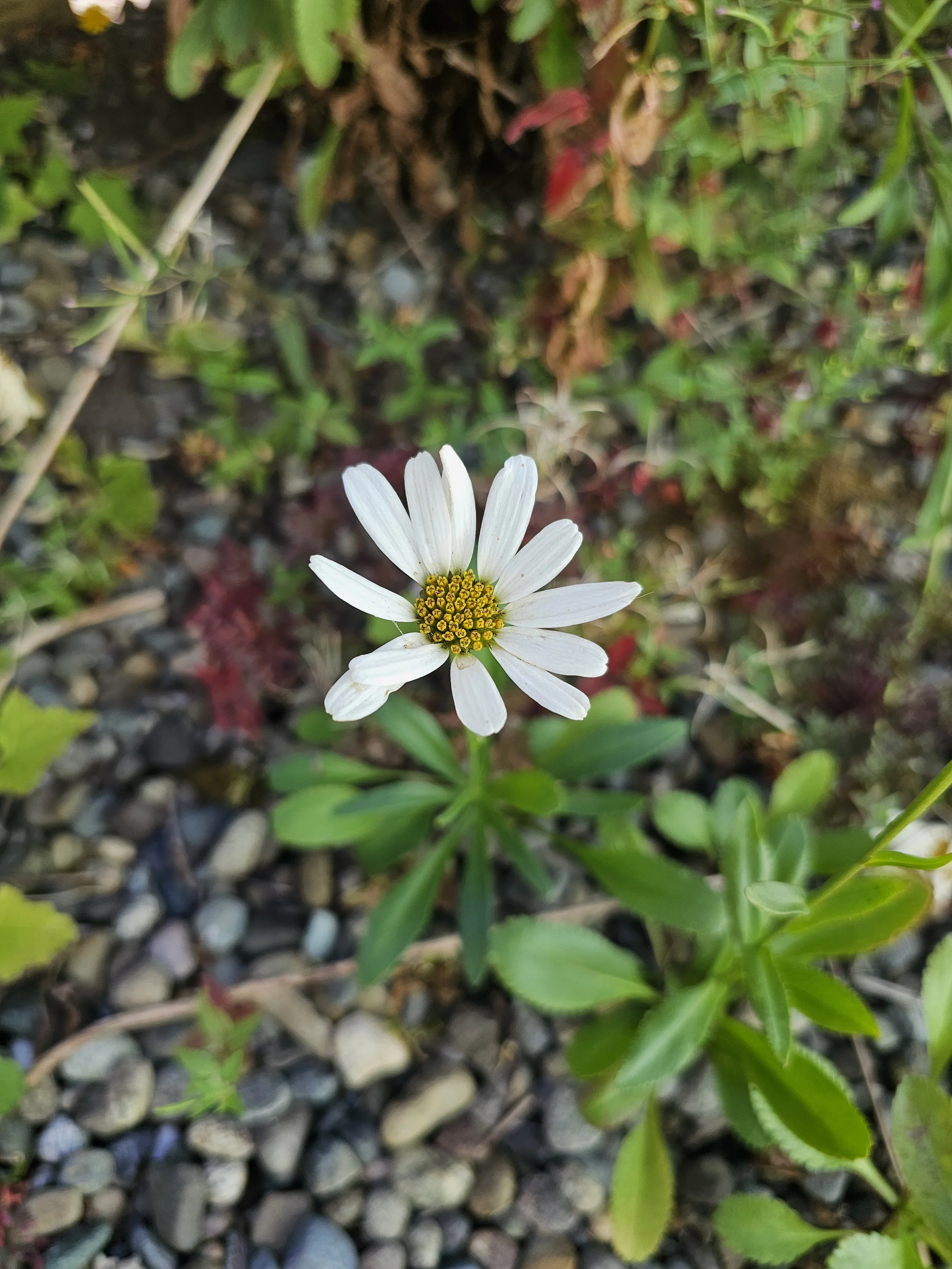DaisySe1.jpg