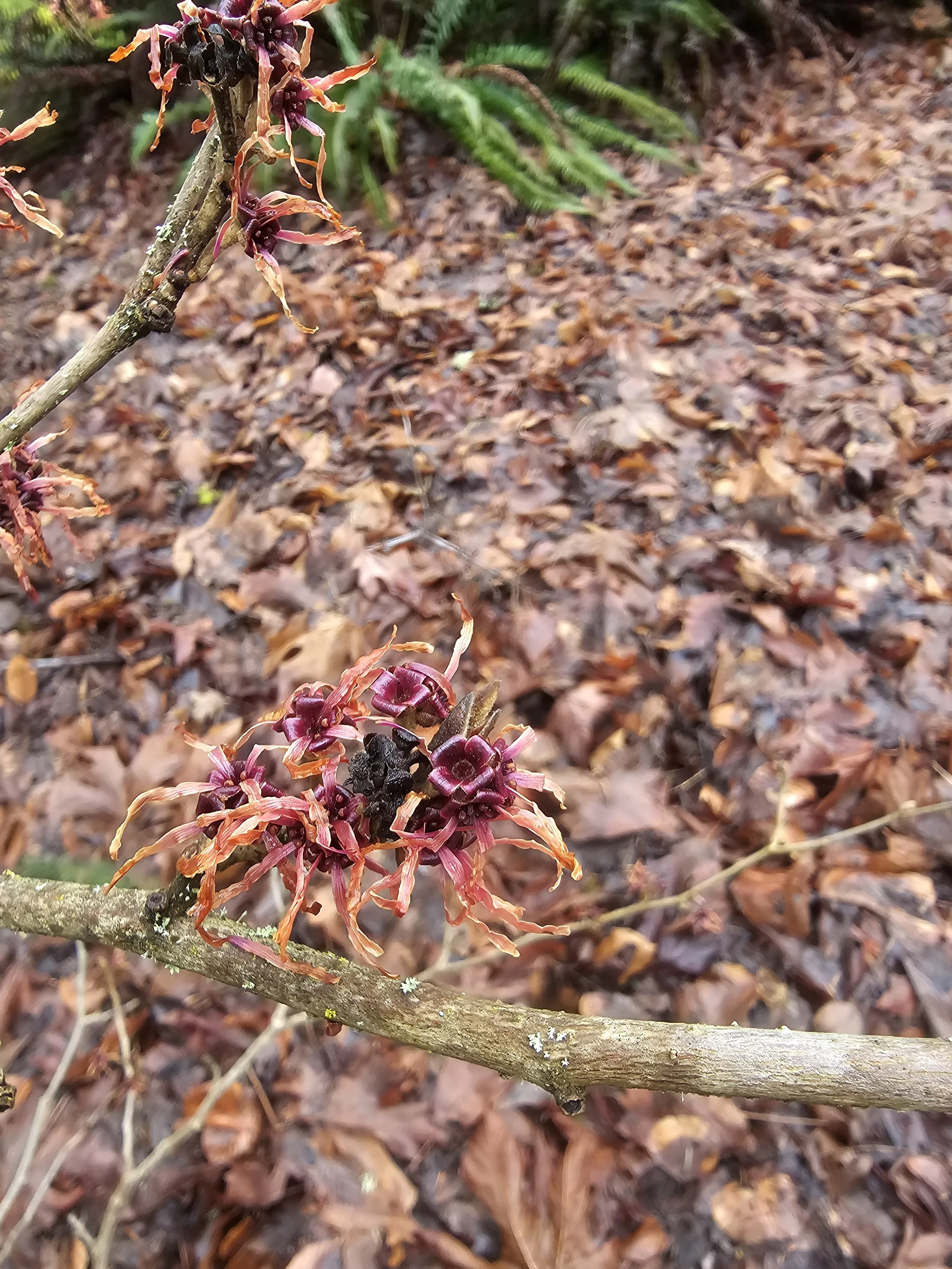 20240301Witchhazel2.jpg