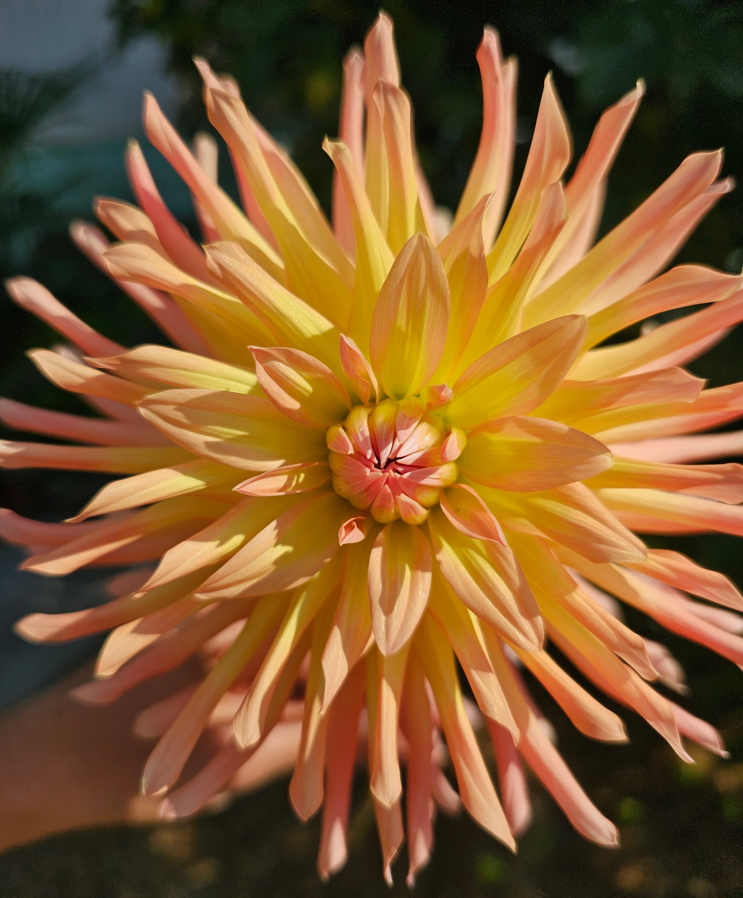 IsisDahlia2-20260816.jpg