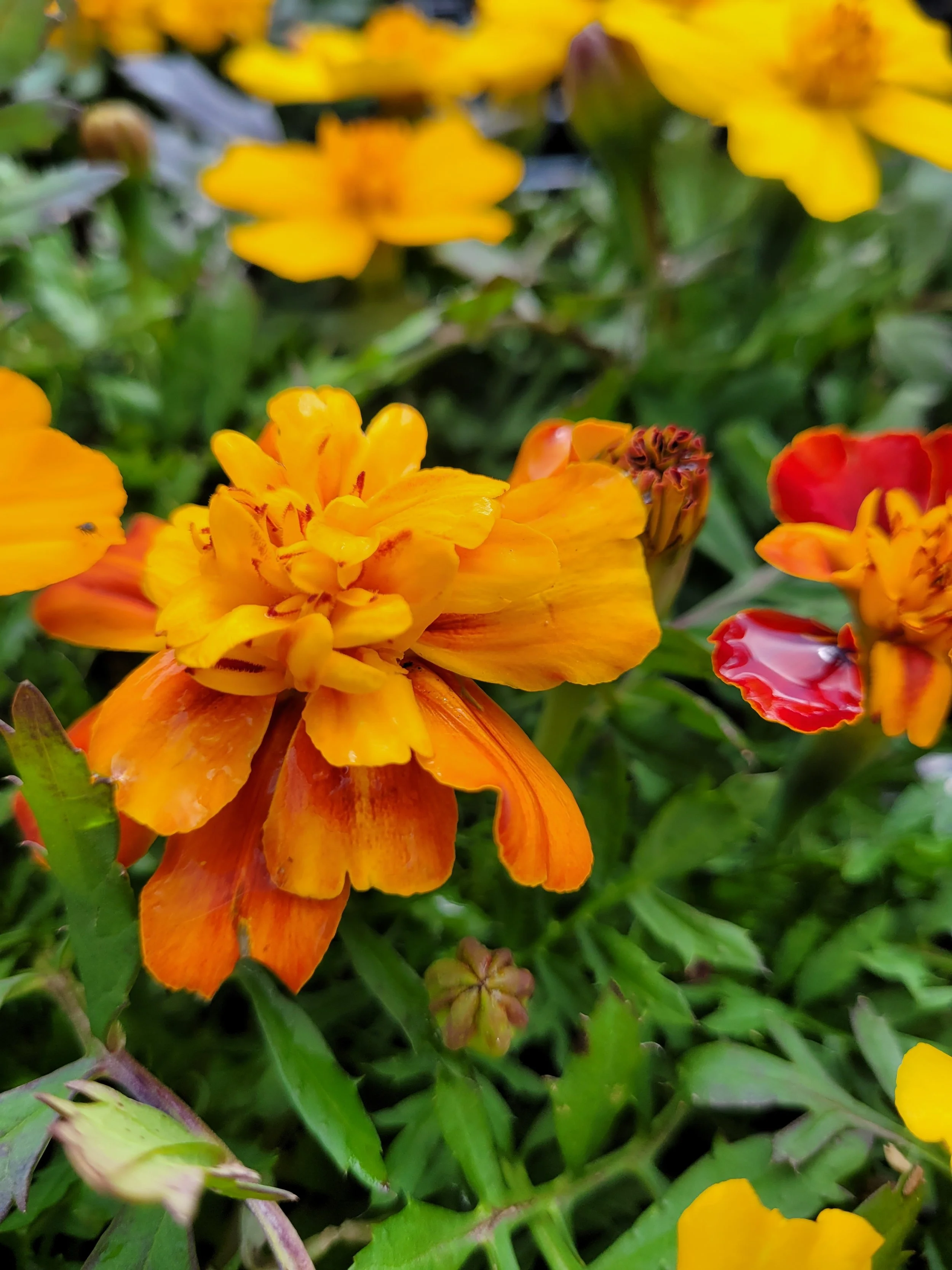 20210504Marigold2.jpg