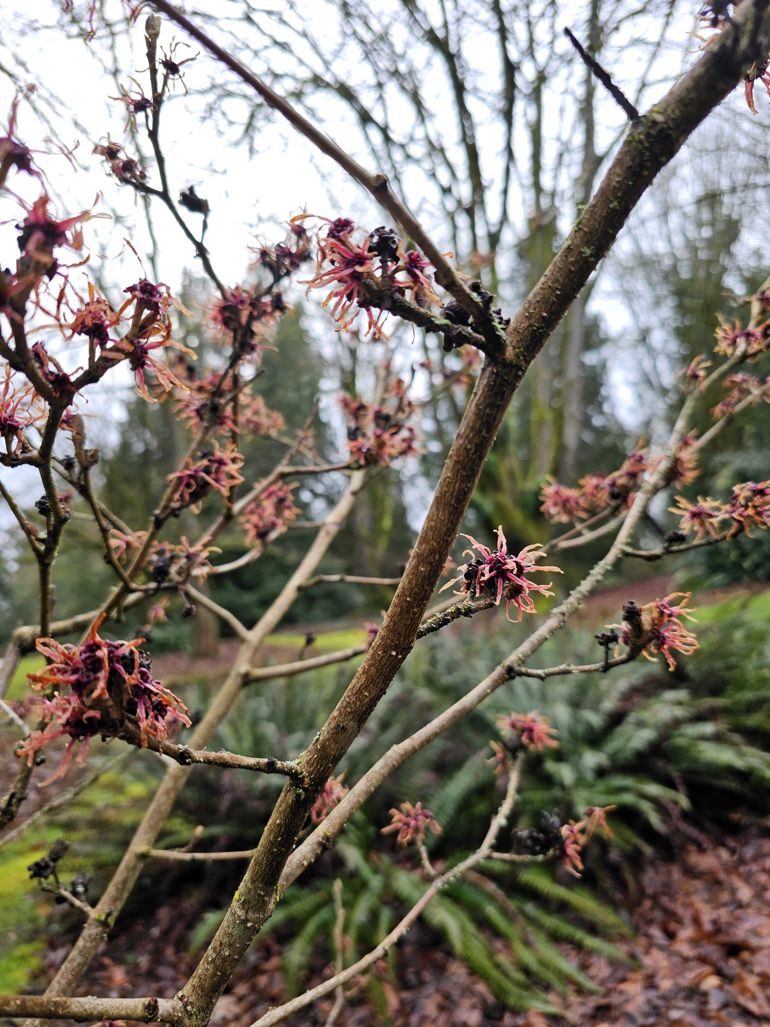 20240301Witchhazel4.jpg