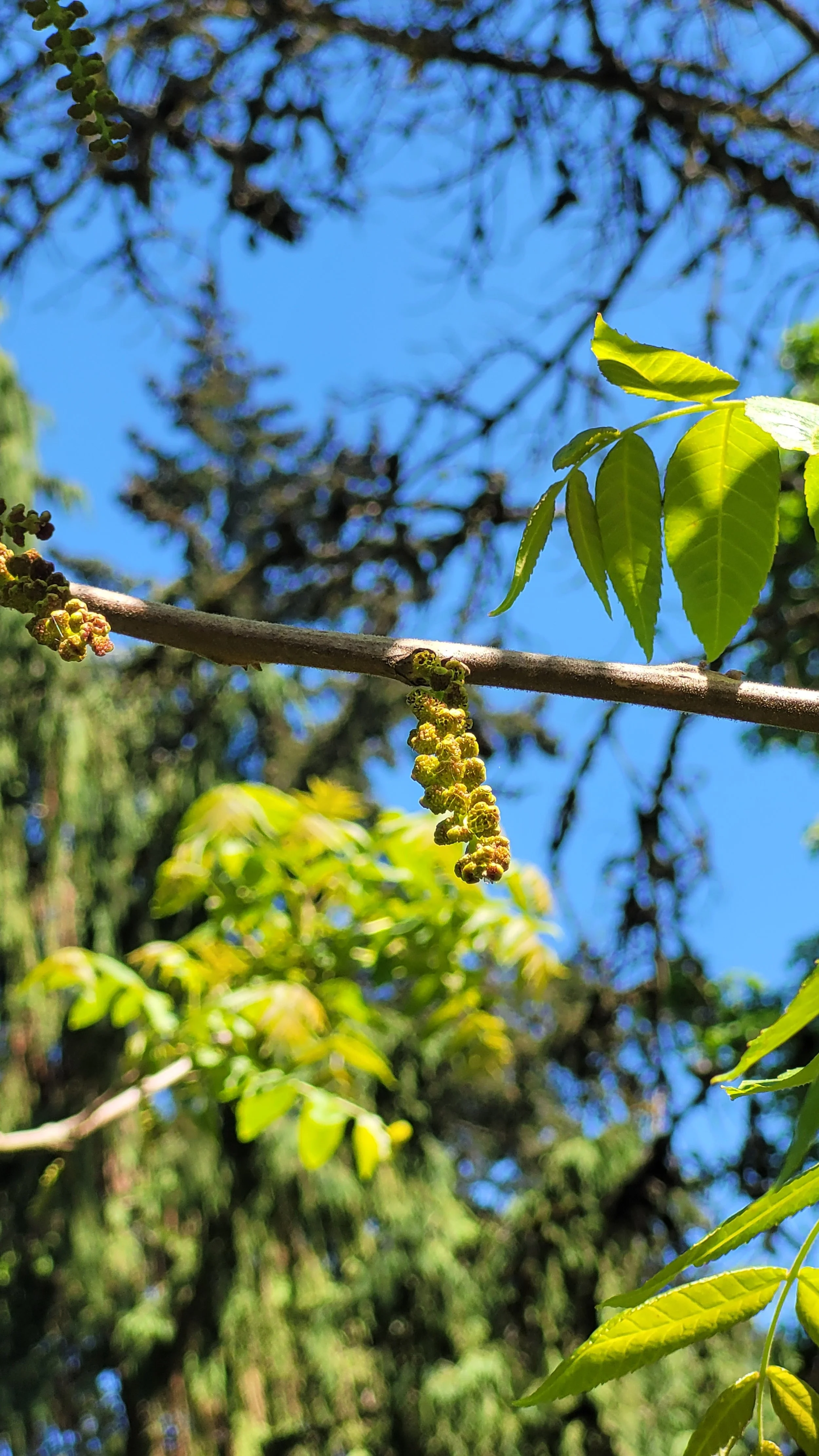 20230513_walnut.jpg