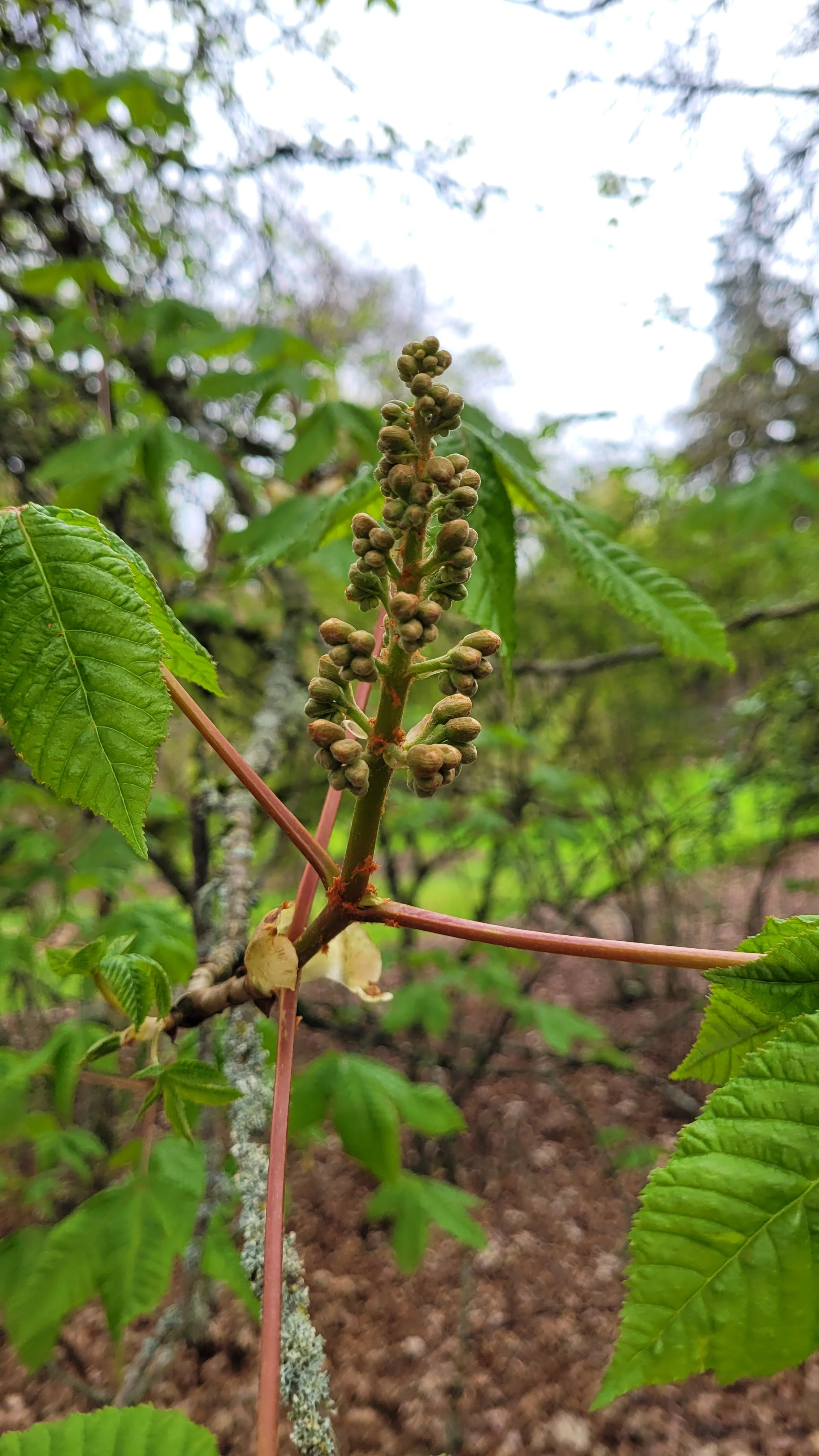 20230422ChestnutBud.jpg
