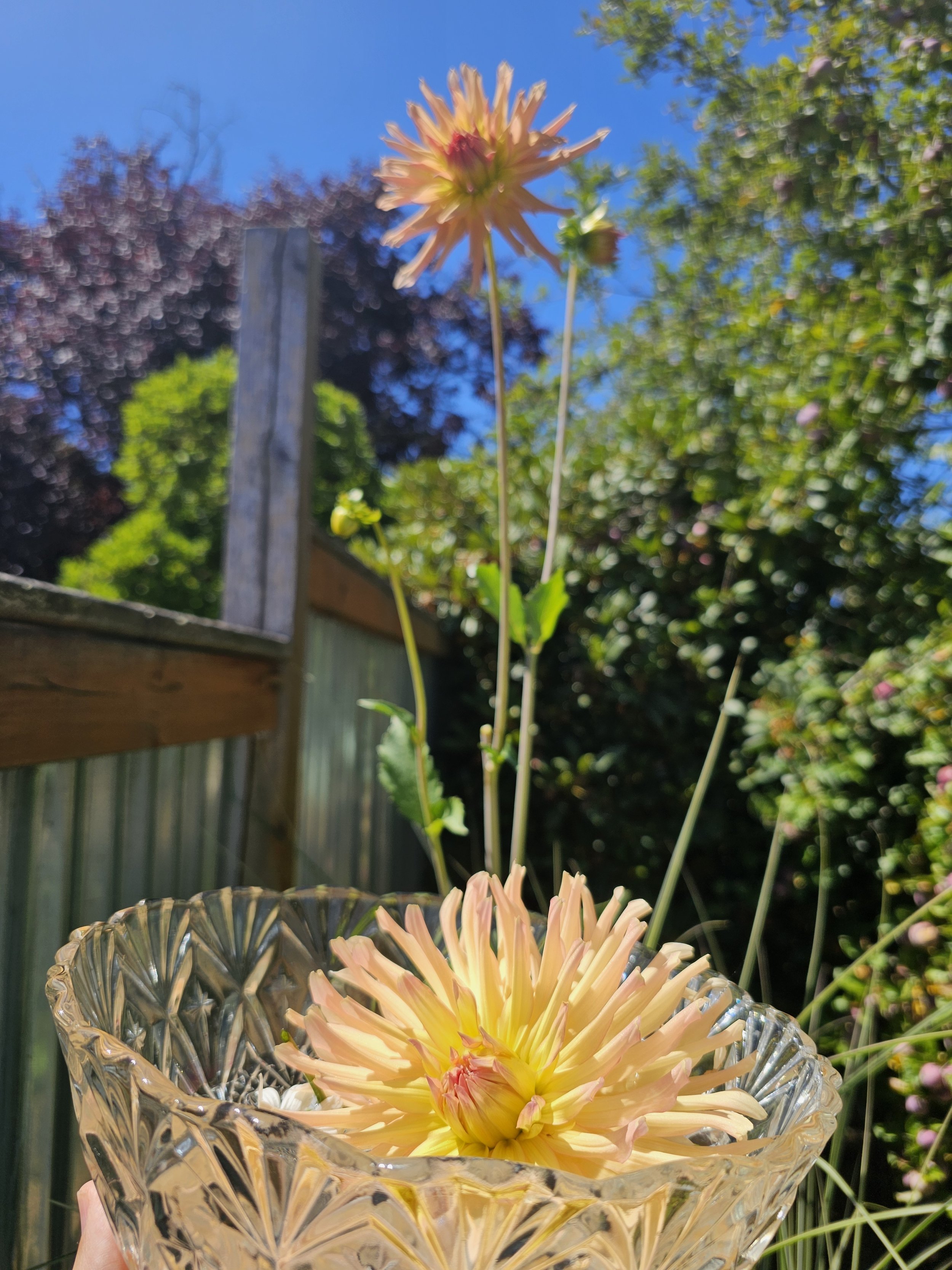 Dahlia5.jpg