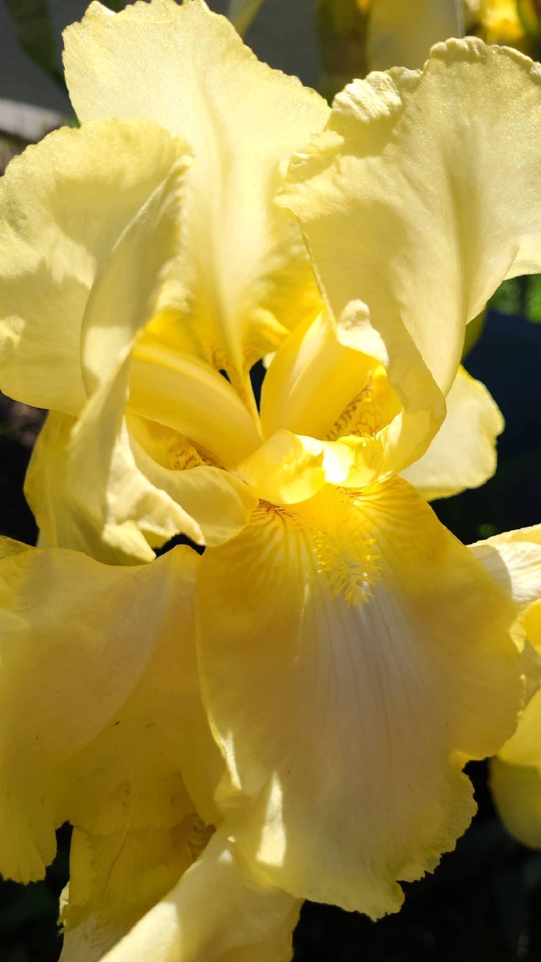 20210514YellowIris.jpg