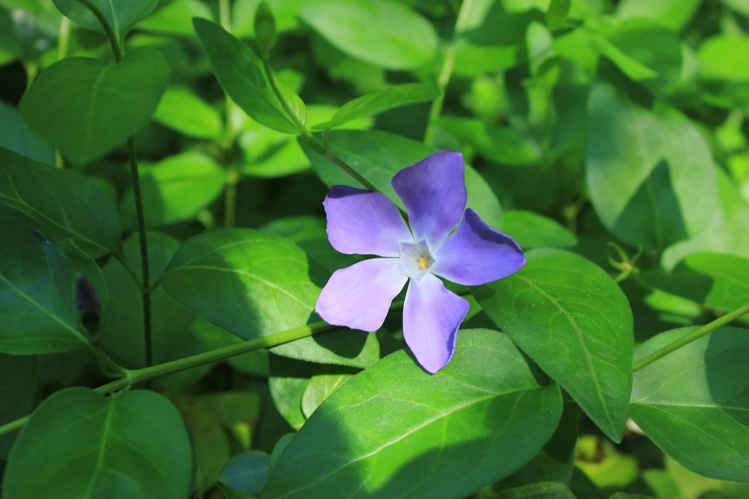 Vinca.JPG
