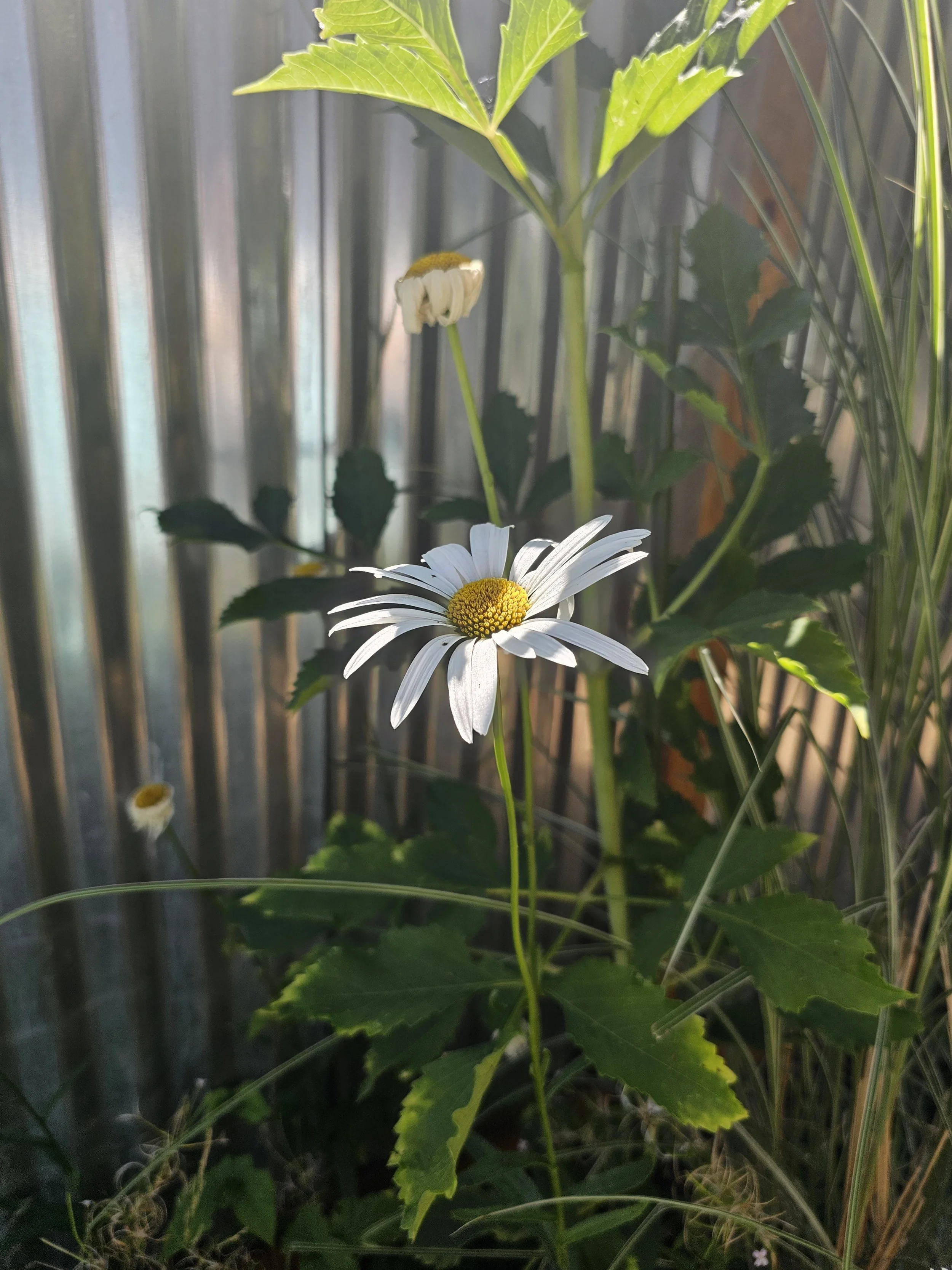 DaisySolareclipse.jpg