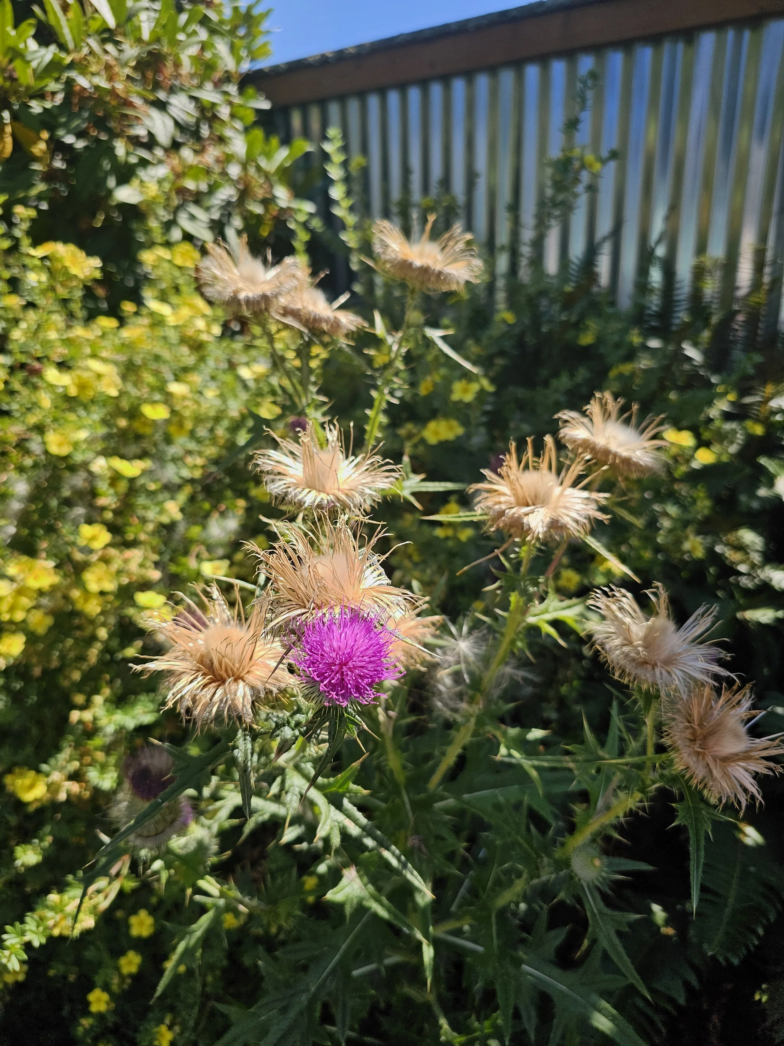 BullThistle.jpg