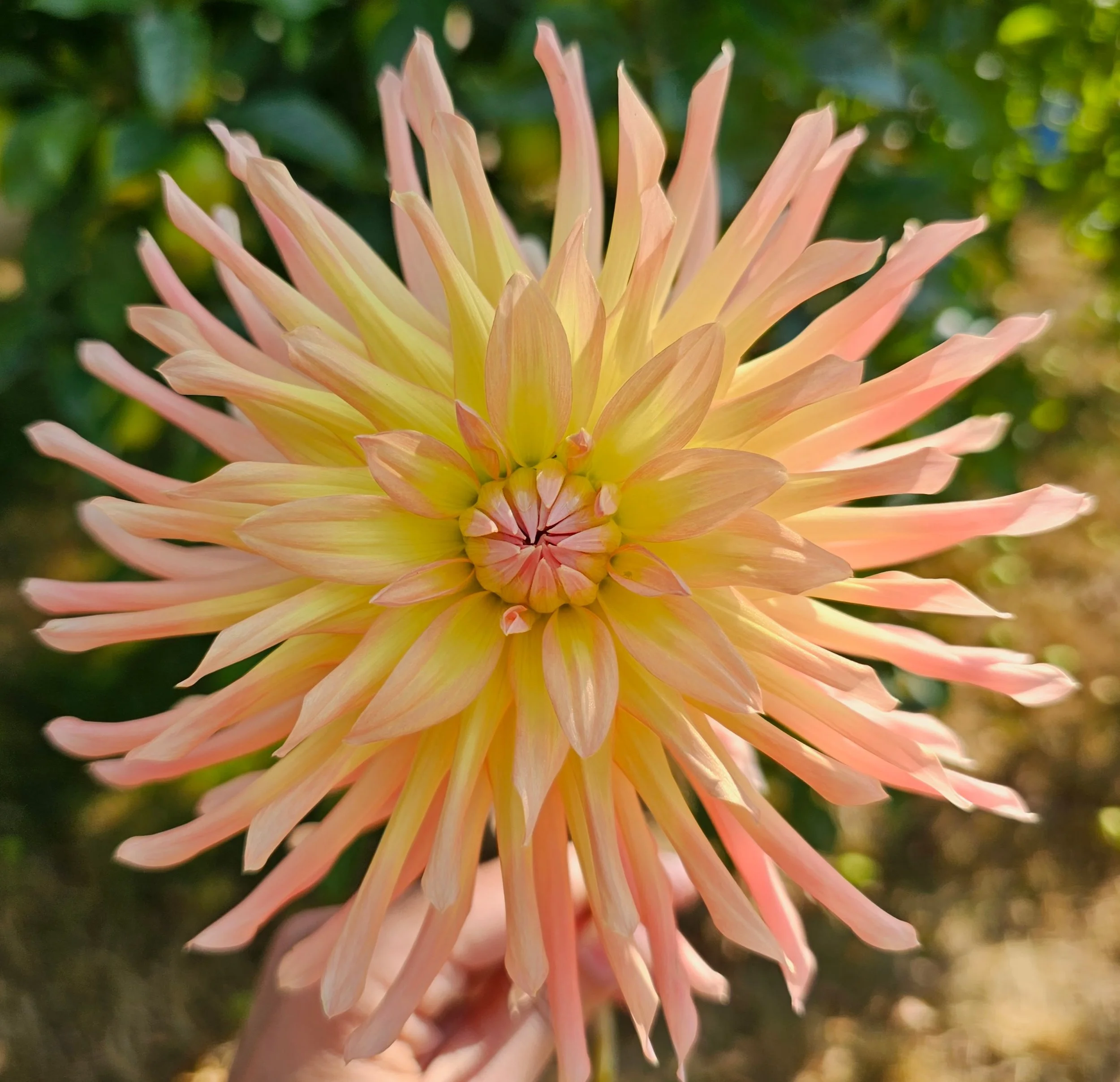IsisDahlia20260816.jpg