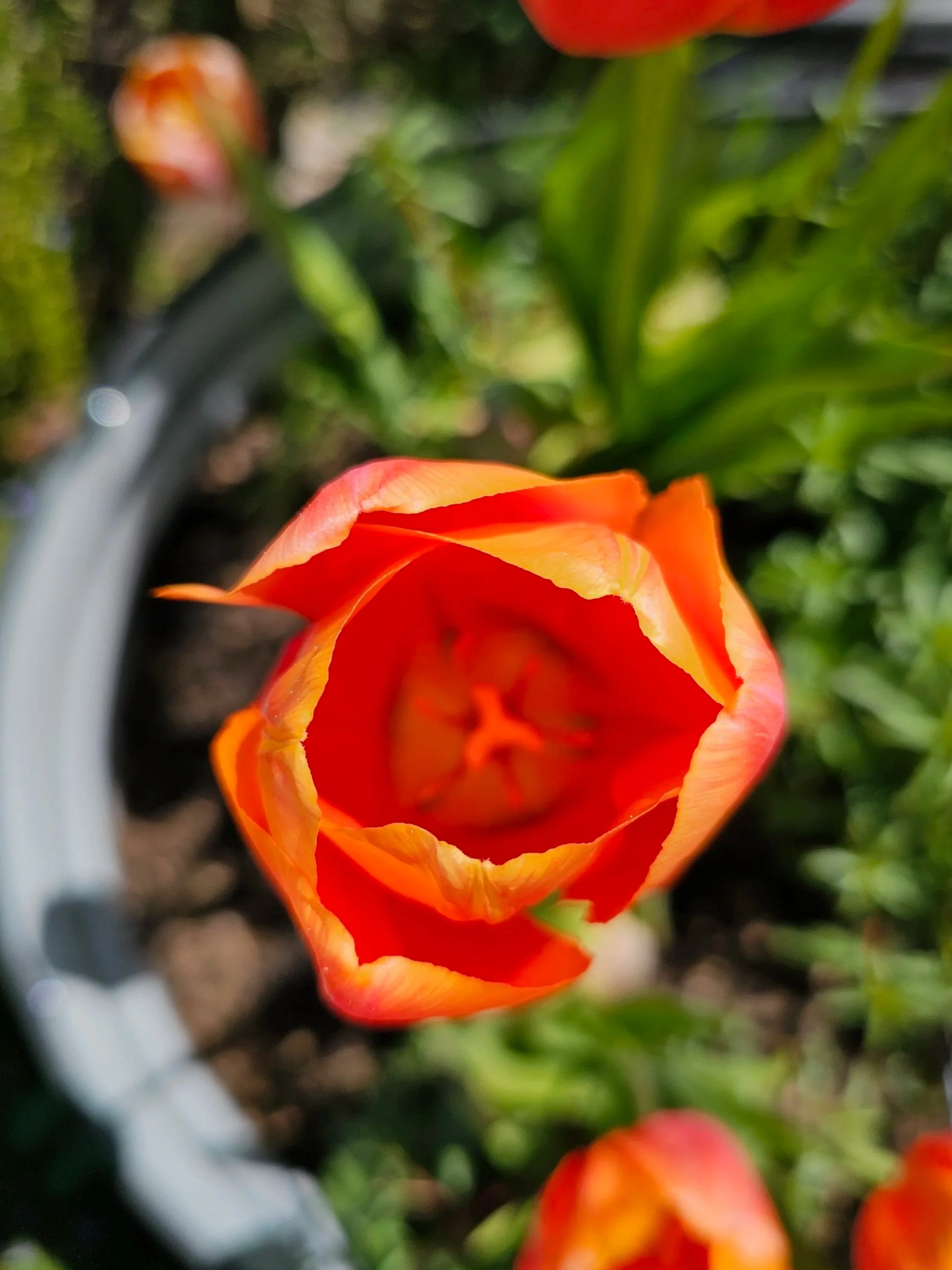 20260424OrangeTulipDevil.jpg