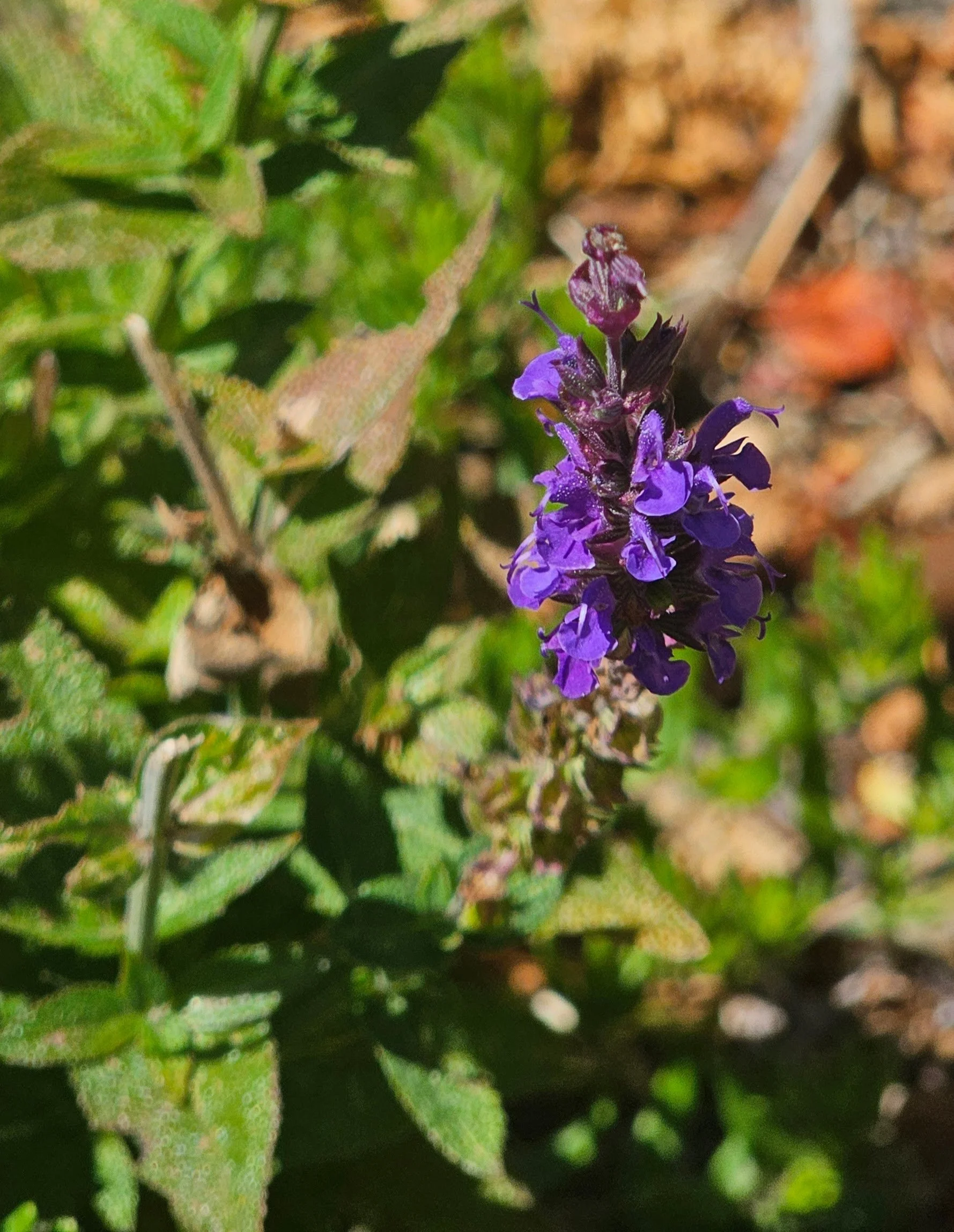 Salvia.jpg