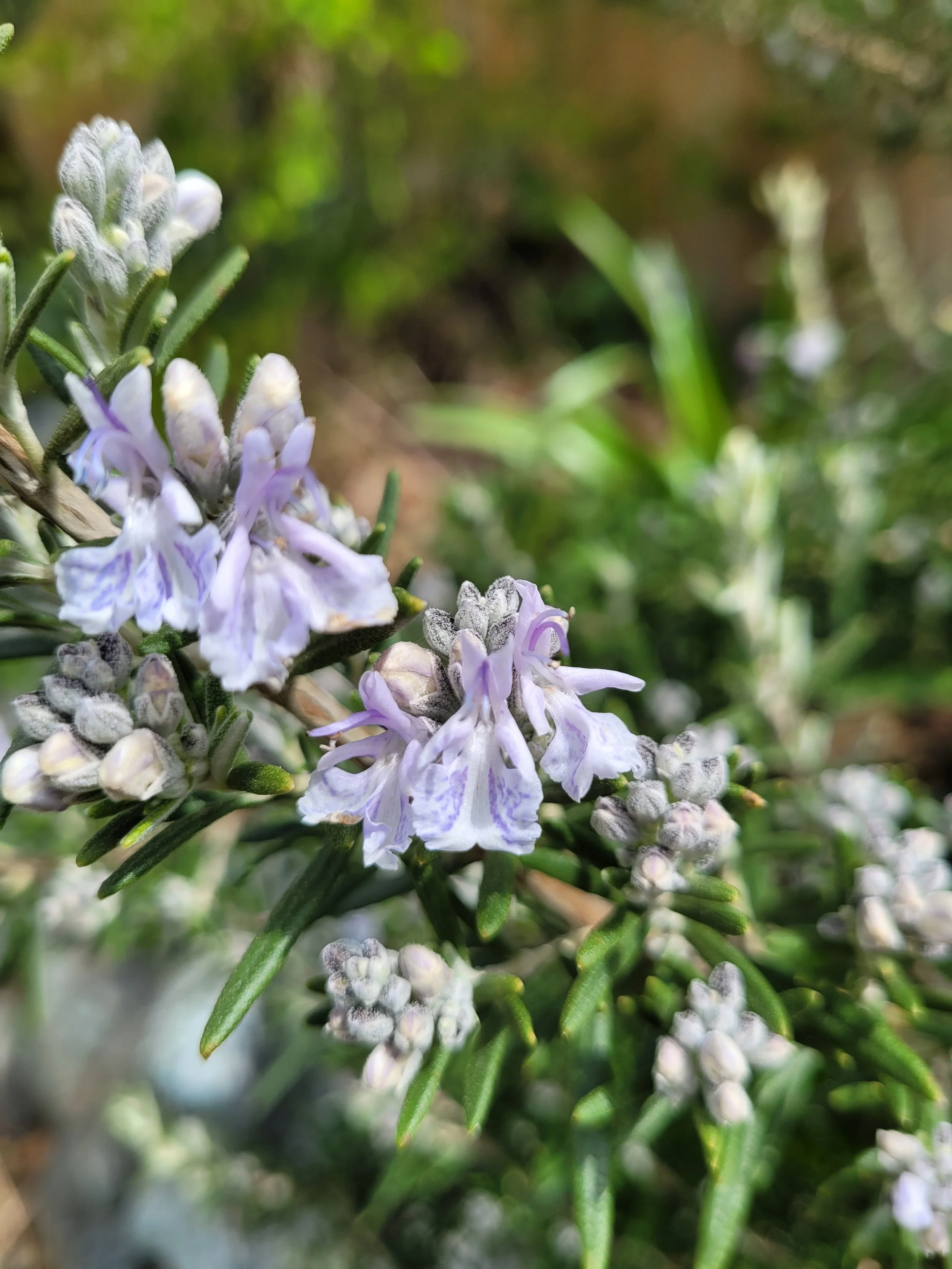 20220414Rosemary1.jpg