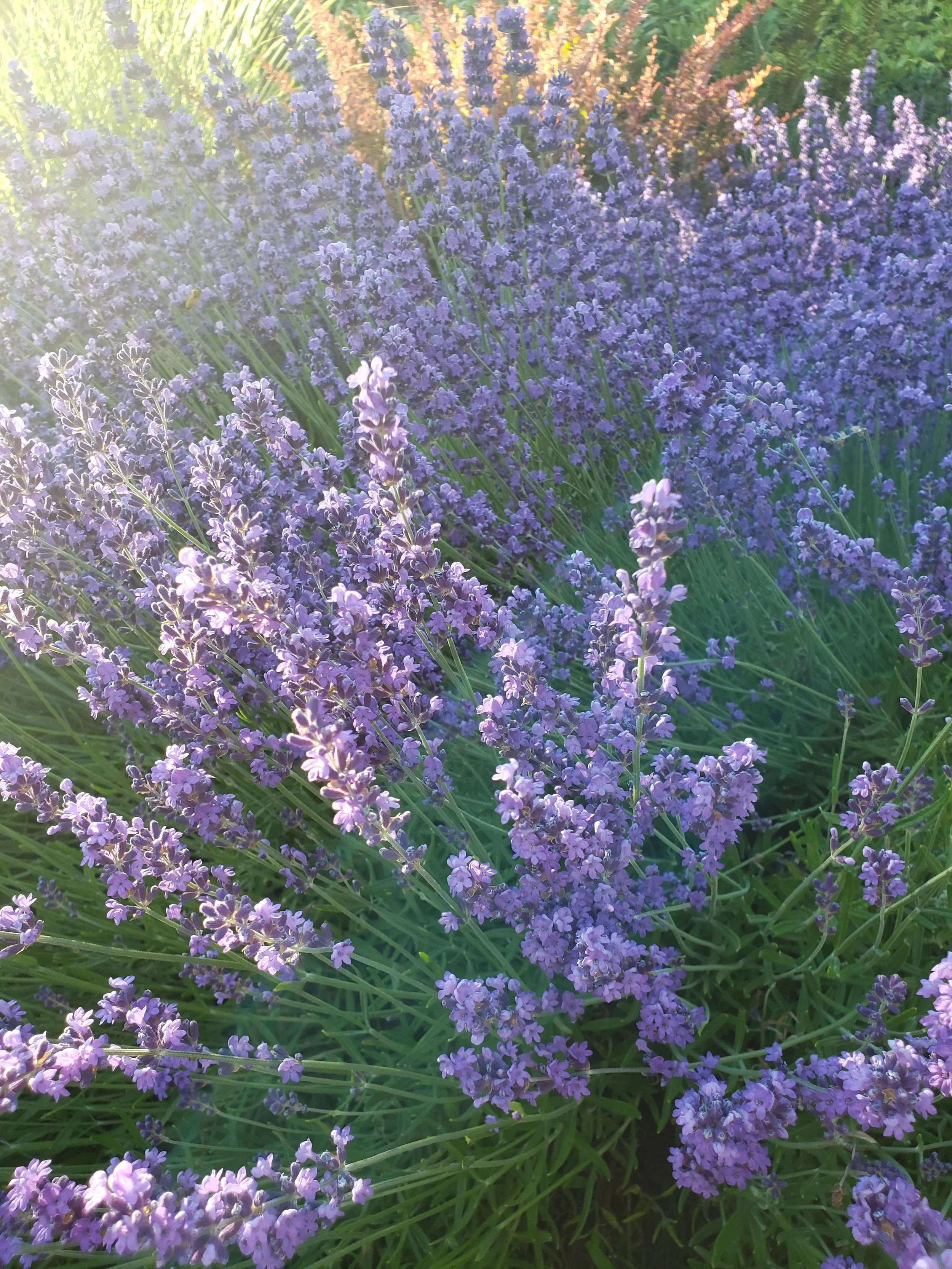 202106Lavenderdevil.jpg