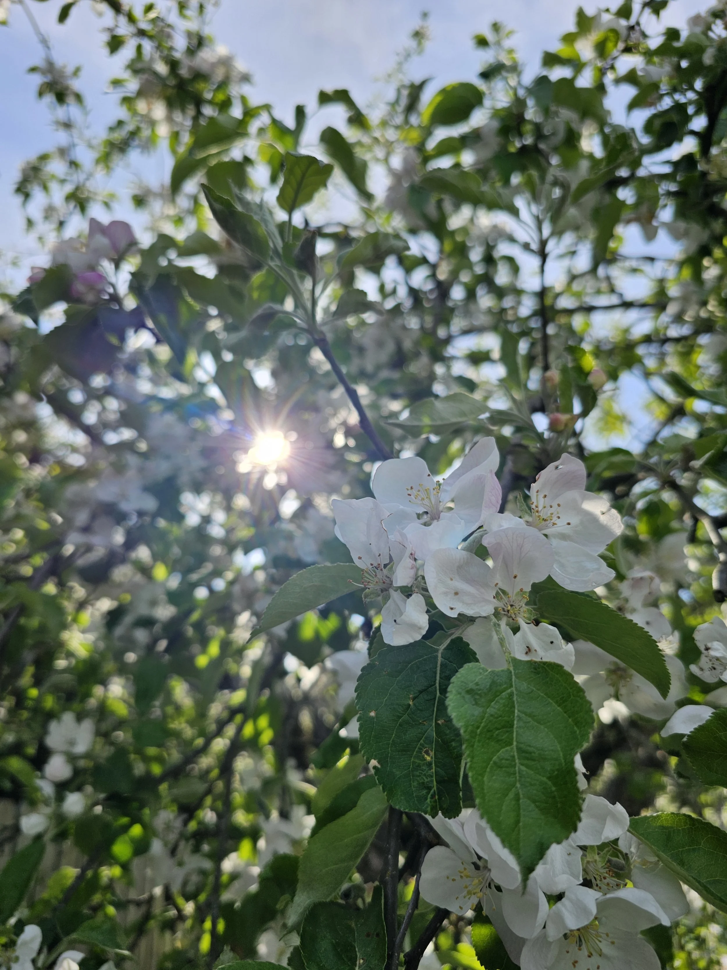 20260501Apple1.jpg