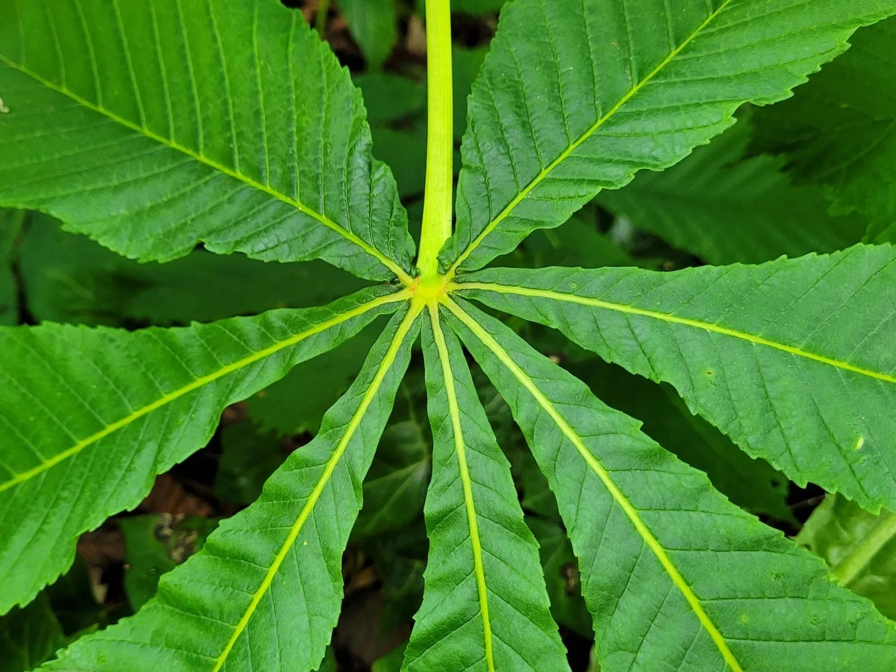 20220519HorstChestnutBud.jpg