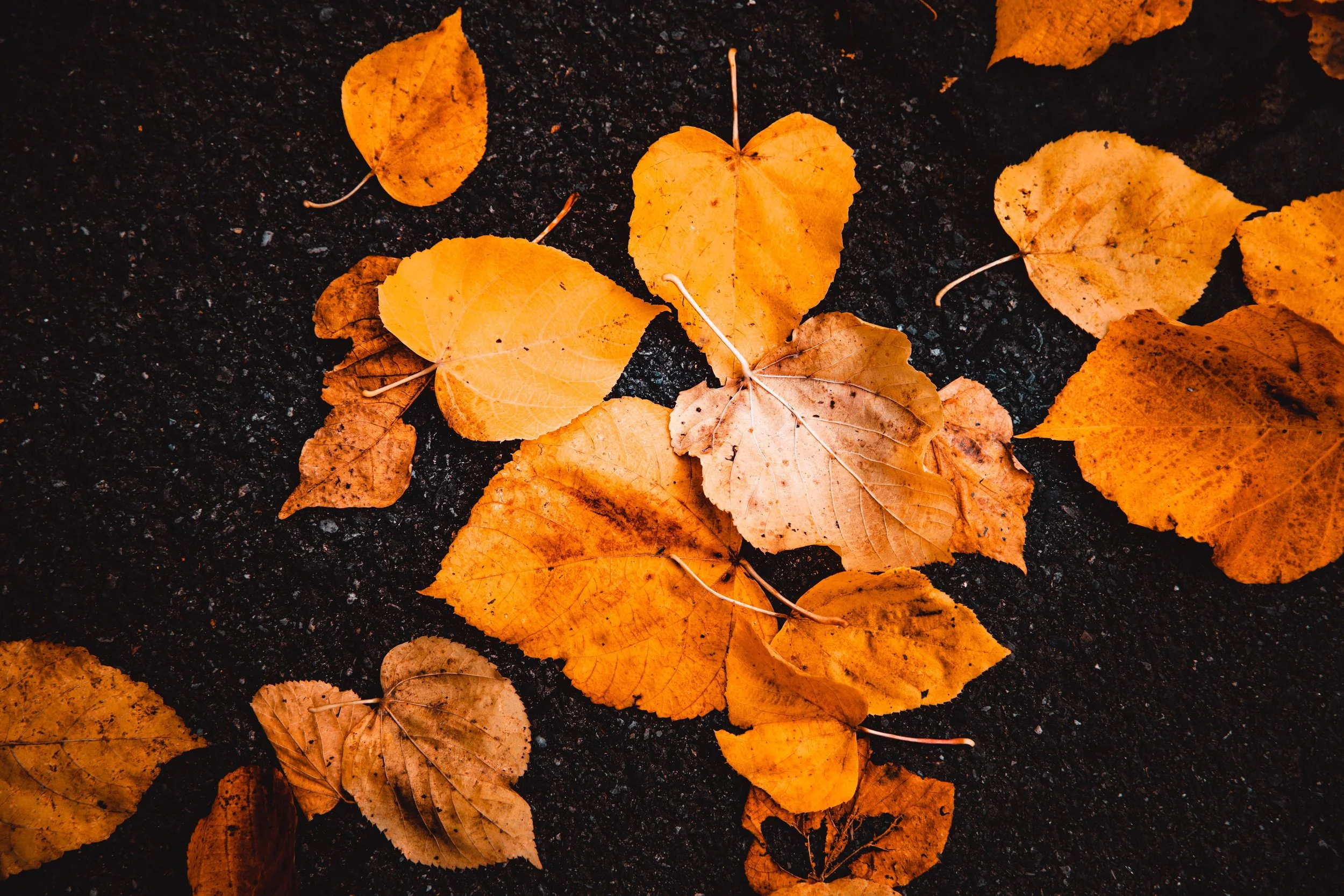 Fall Adoptive/Foster Family Get together