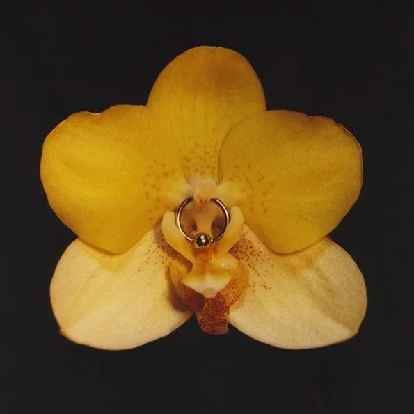 Sagittarius season invites us to expand, explore, and say yes to the horizons calling our name ♐️ 

This is a time to honour the spirit as Fire: adventurous, wise, bold, and free. Follow the spark. Seek truth. Let curiosity, courage, and wild optimis