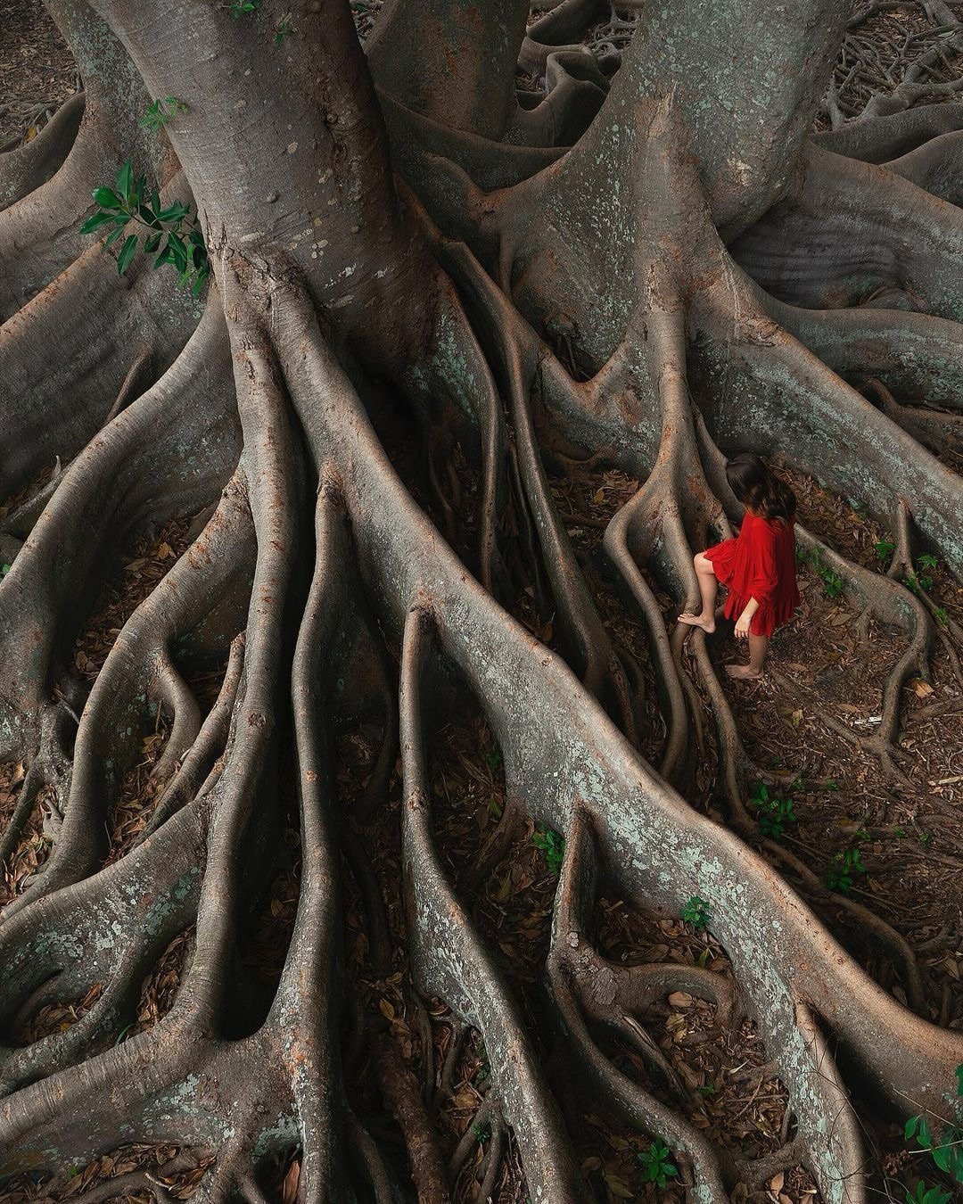 Capricorn season invites us to commit, mature, and build what truly matters 🐐⛰️

This is a time to honour the body and bones as Earth: resilient, enduring, disciplined, and wise. Move with intention. Take responsibility for your energy. Let patience