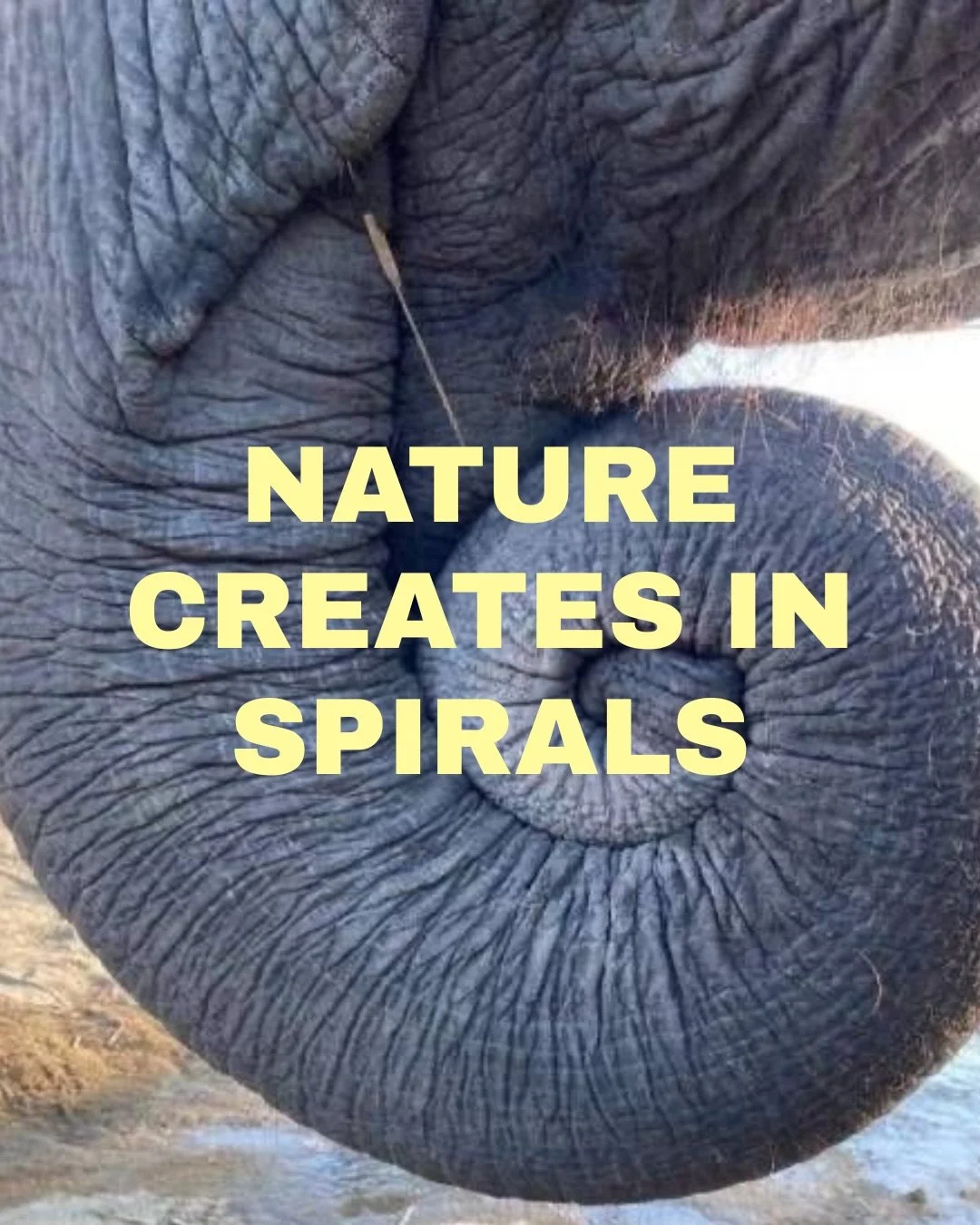 Nature is the original artist 🌿✨

From spirals and symmetry to ripples and repetition, the natural world is a never-ending source of creative inspiration.

Comment &ldquo;NATURE&rdquo; and I&rsquo;ll send you the link to learn how to create and work
