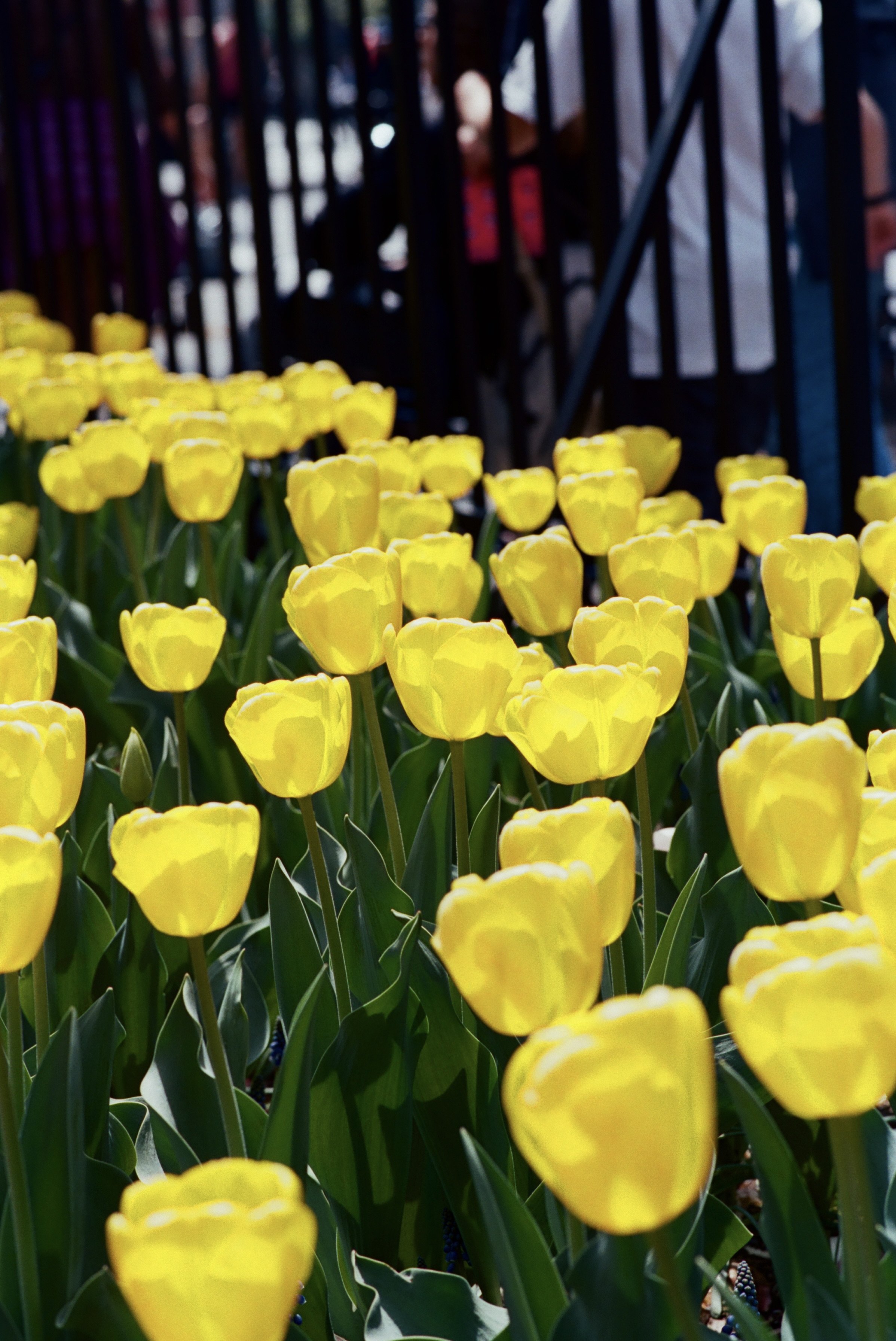 35mm color film (2025)