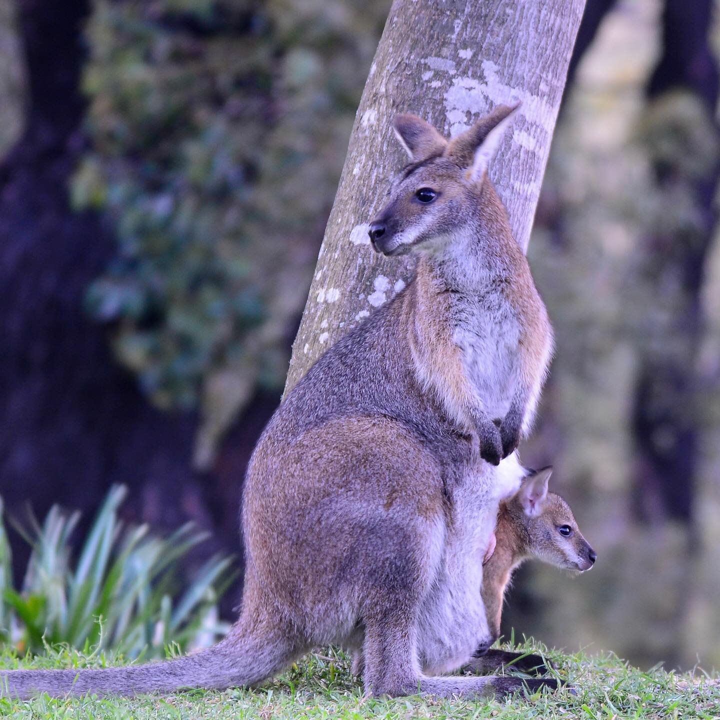 Looking more like mum every day!!! It won&rsquo;t be much longer now and the little one will be at foot. I can hardly wait!!! 

#wildbeauty #wallabies #wallabiesofinstagram #macropod #aussieanimals #animalloversofinstagram #wildlifeconsevation #kelly