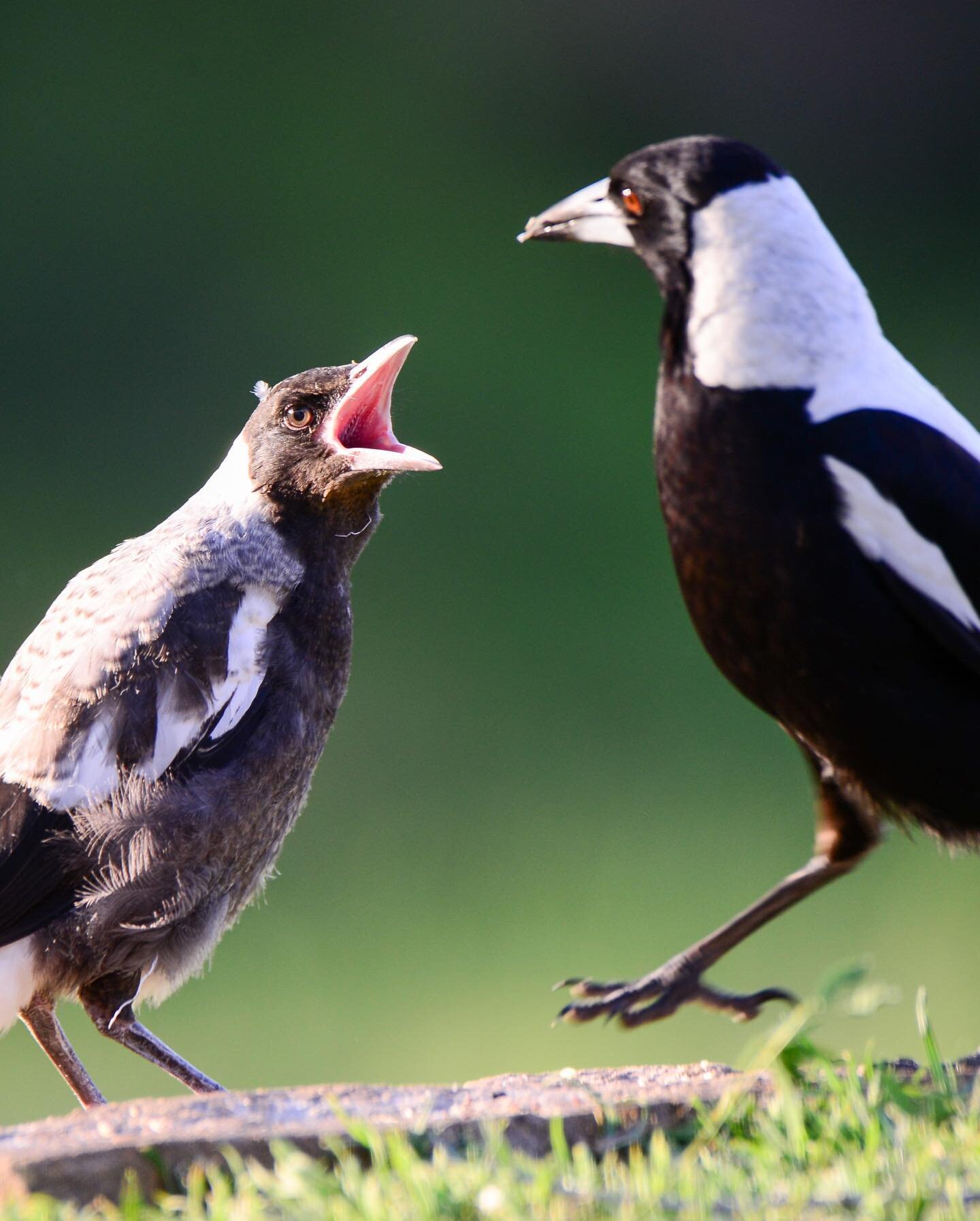 FEED ME!!!!! 
The challenges of parenting. 

#magpies #aussiebird #birdloversworldwide #birdlifeaustralia