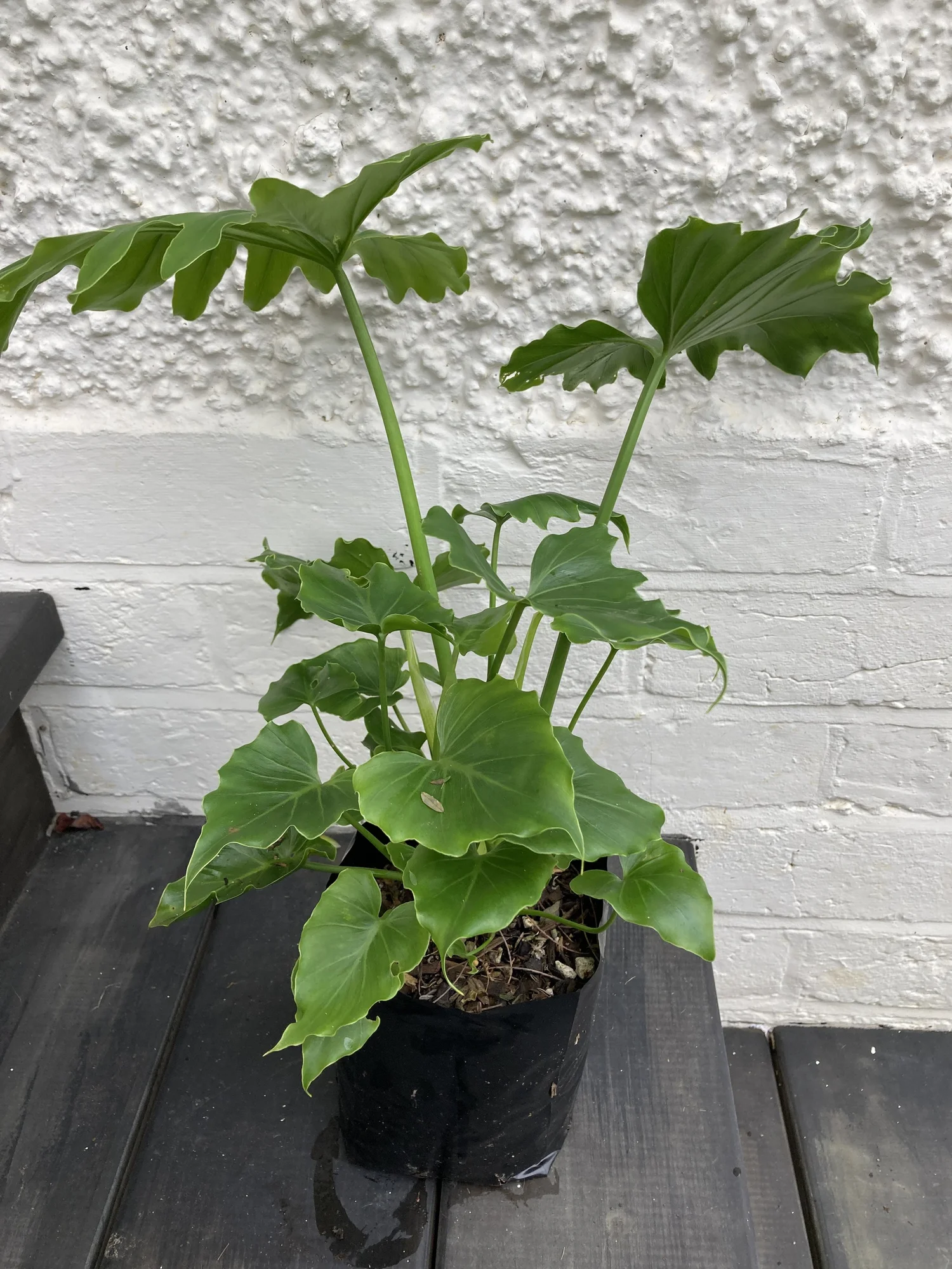 Philodendron 'Shangri-La'  FabFlora