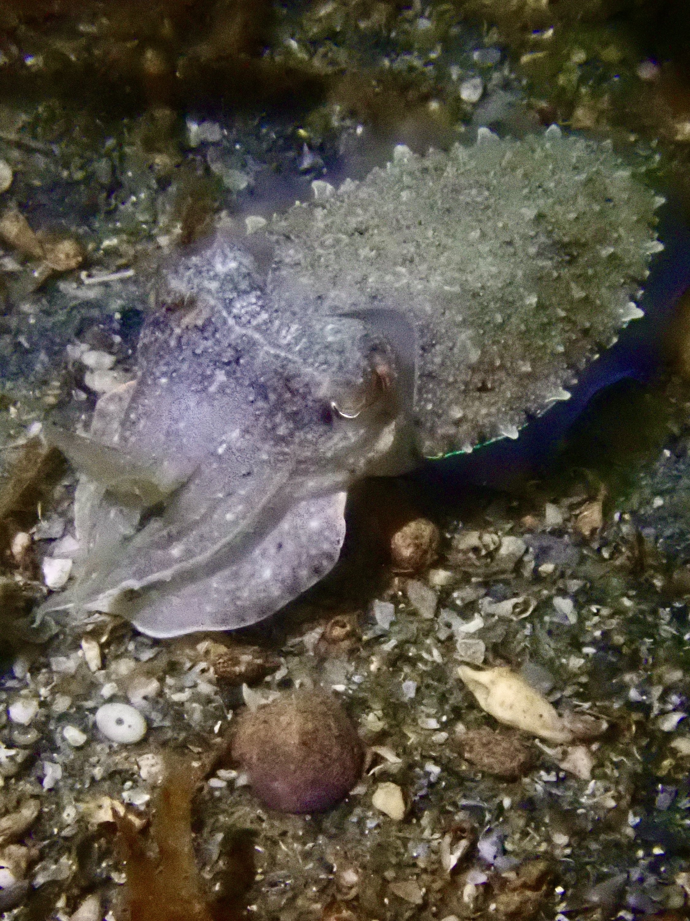 Cuttlefish Feeding Observation at Golf Course Dive Site, Palk Bay