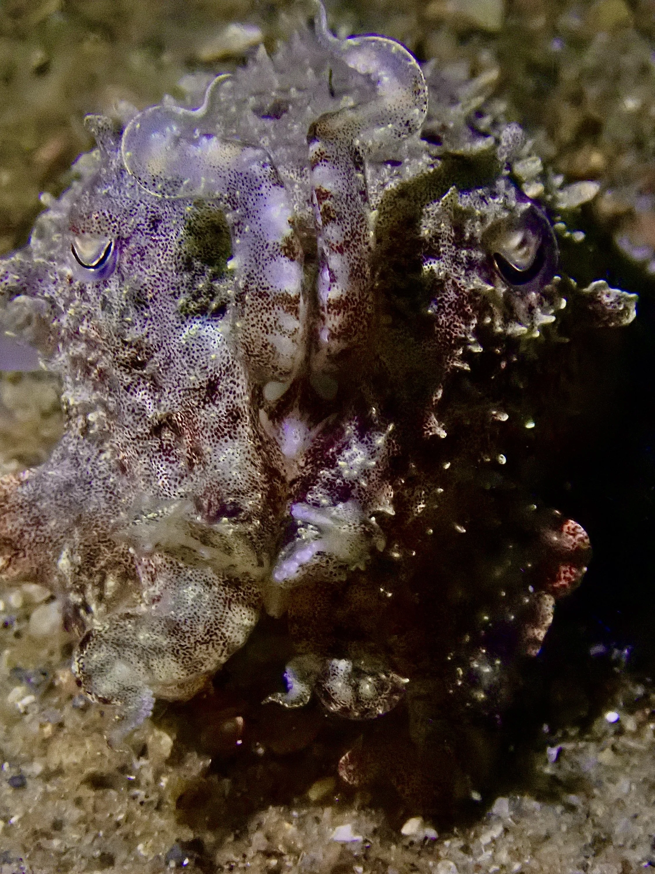 Pharaoh Cuttlefish Camouflaged on the Seabed at Golf Course Dive Site, Palk Bay
