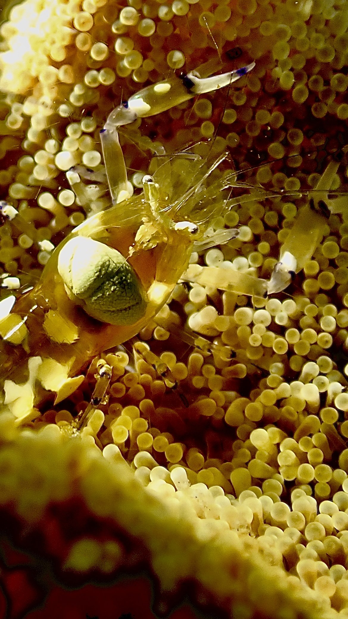 Glass Anemone Shrimp Found Living Among Sea Anemone Tentacles in Palk Bay