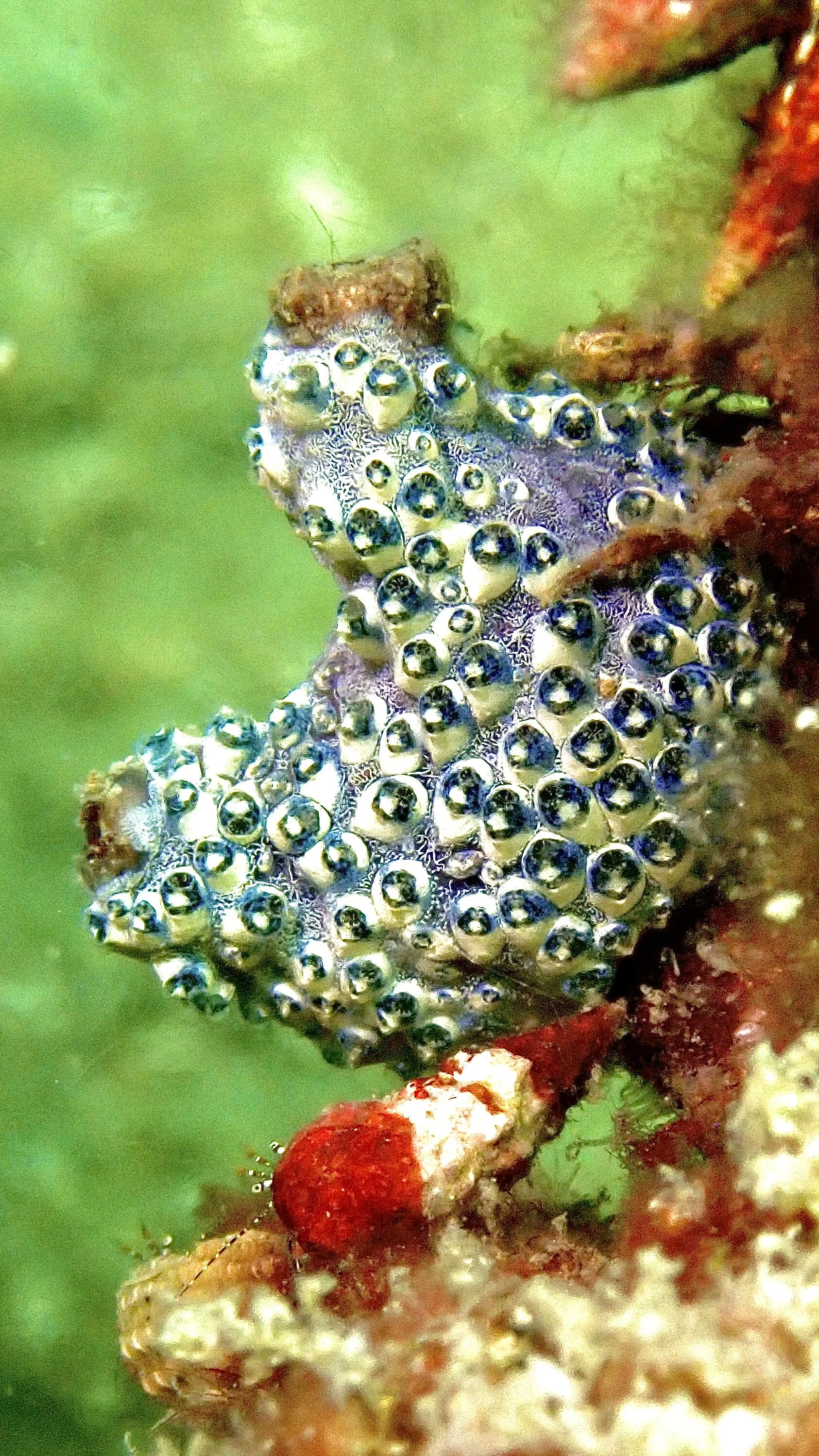 Colonial Sea Squirt Colony Documented on AR2D2 Artificial Reef in Palk Bay