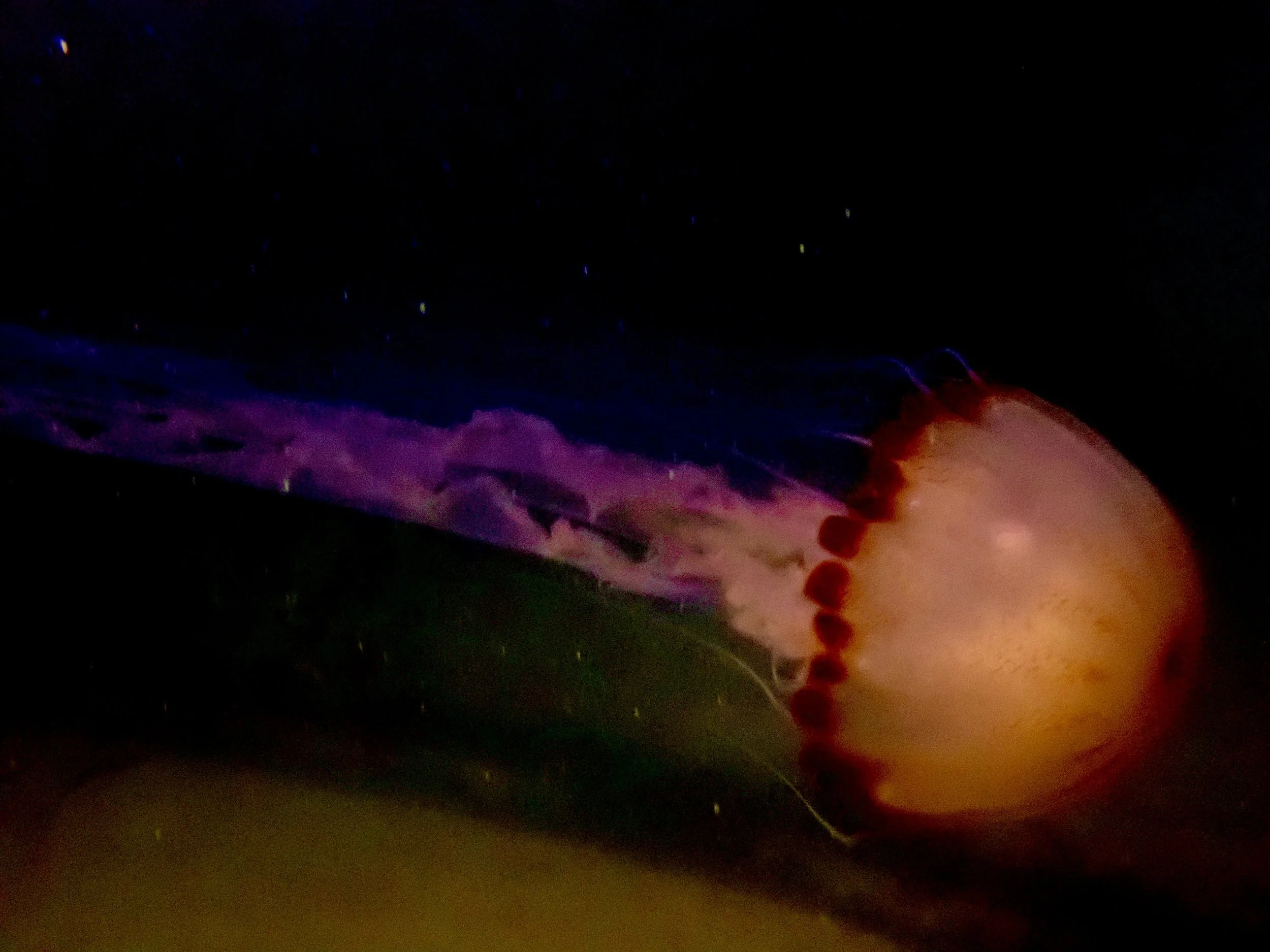 Sea Nettle Jellyfish Observed During a Night Dive in Olaikuda, Rameswaram