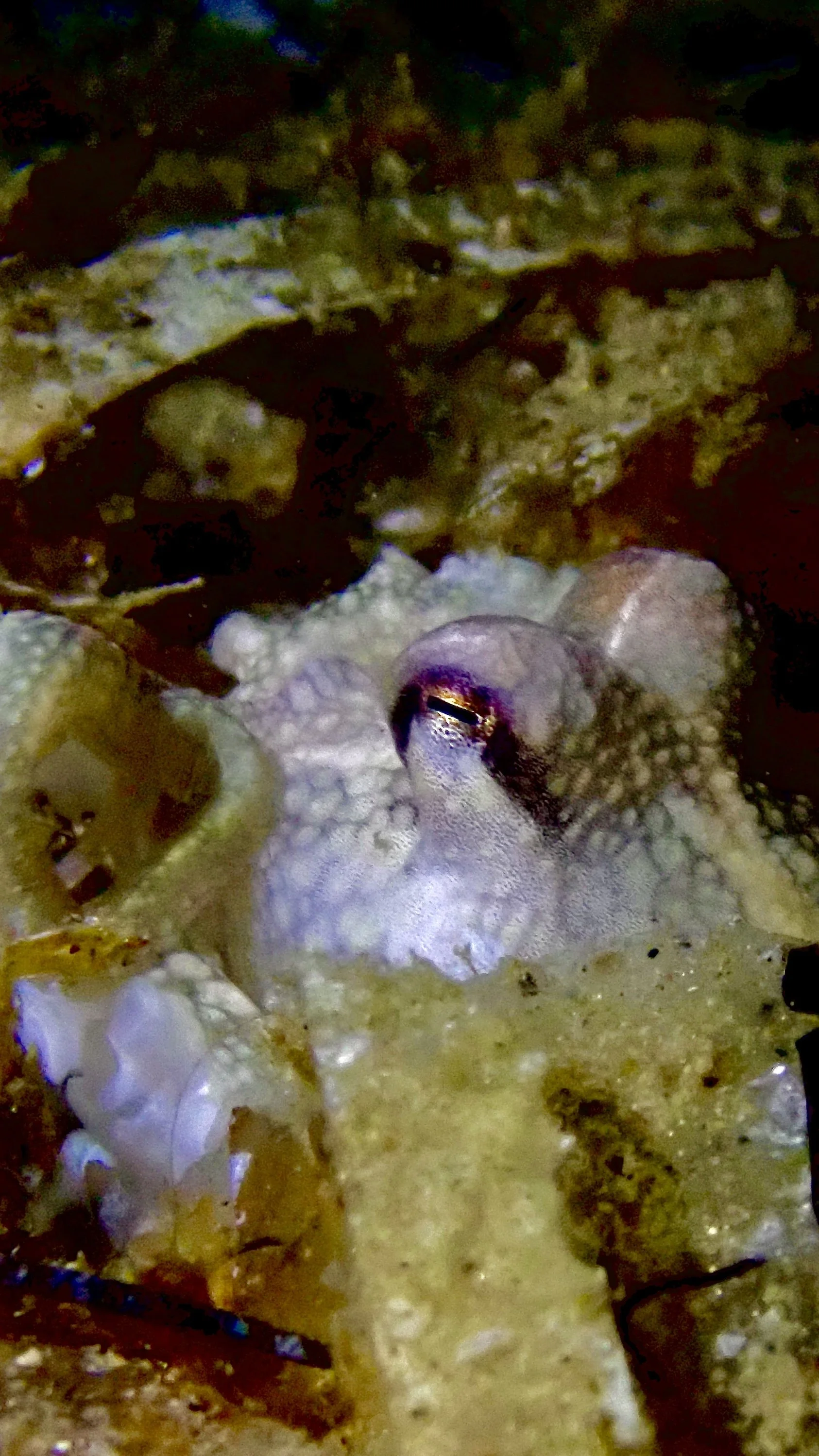 Camouflaged Octopus Observed at Golf Course Dive Site, Palk Bay