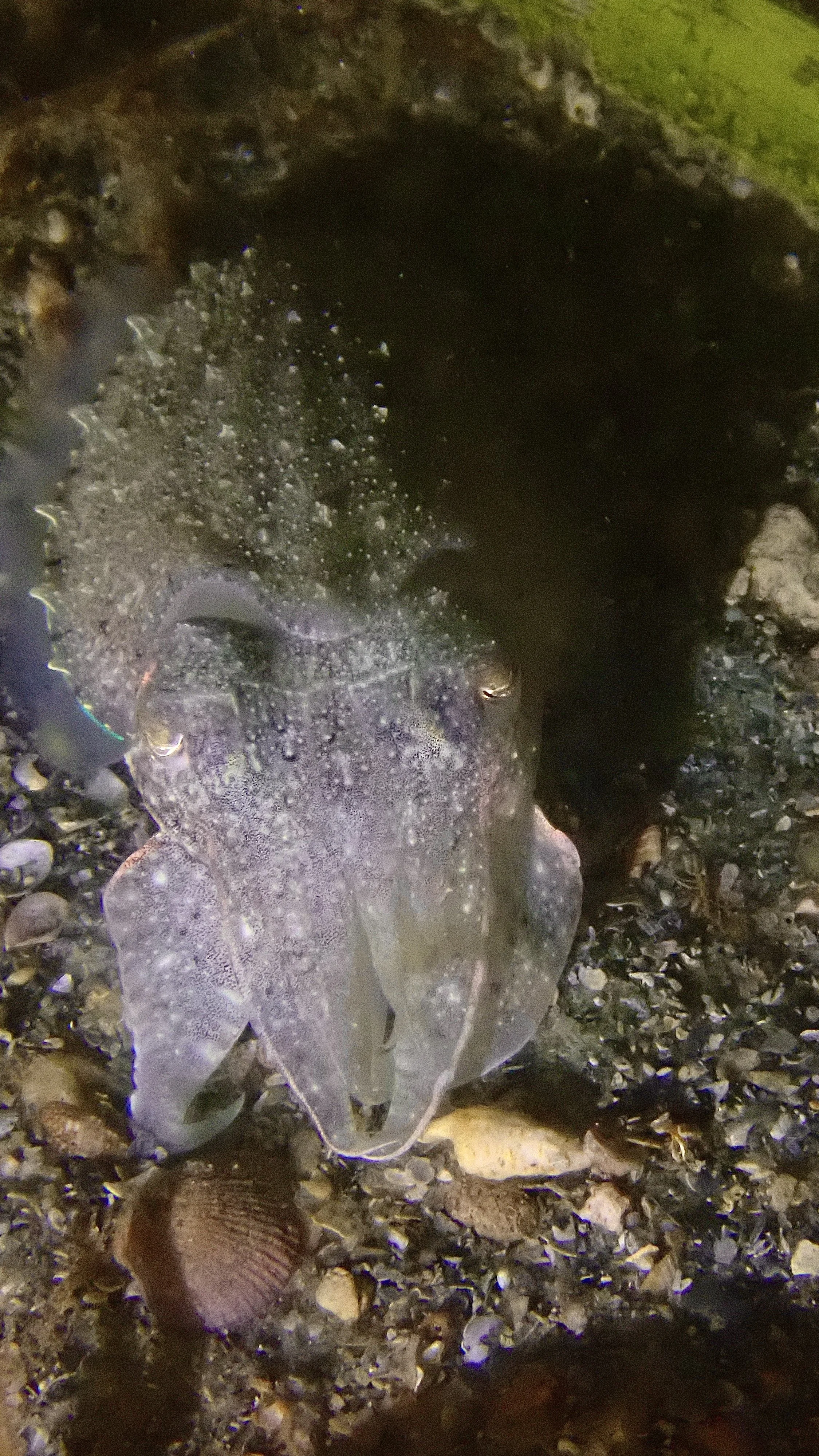 Cuttle-fish-Palkbay_JehanDriver