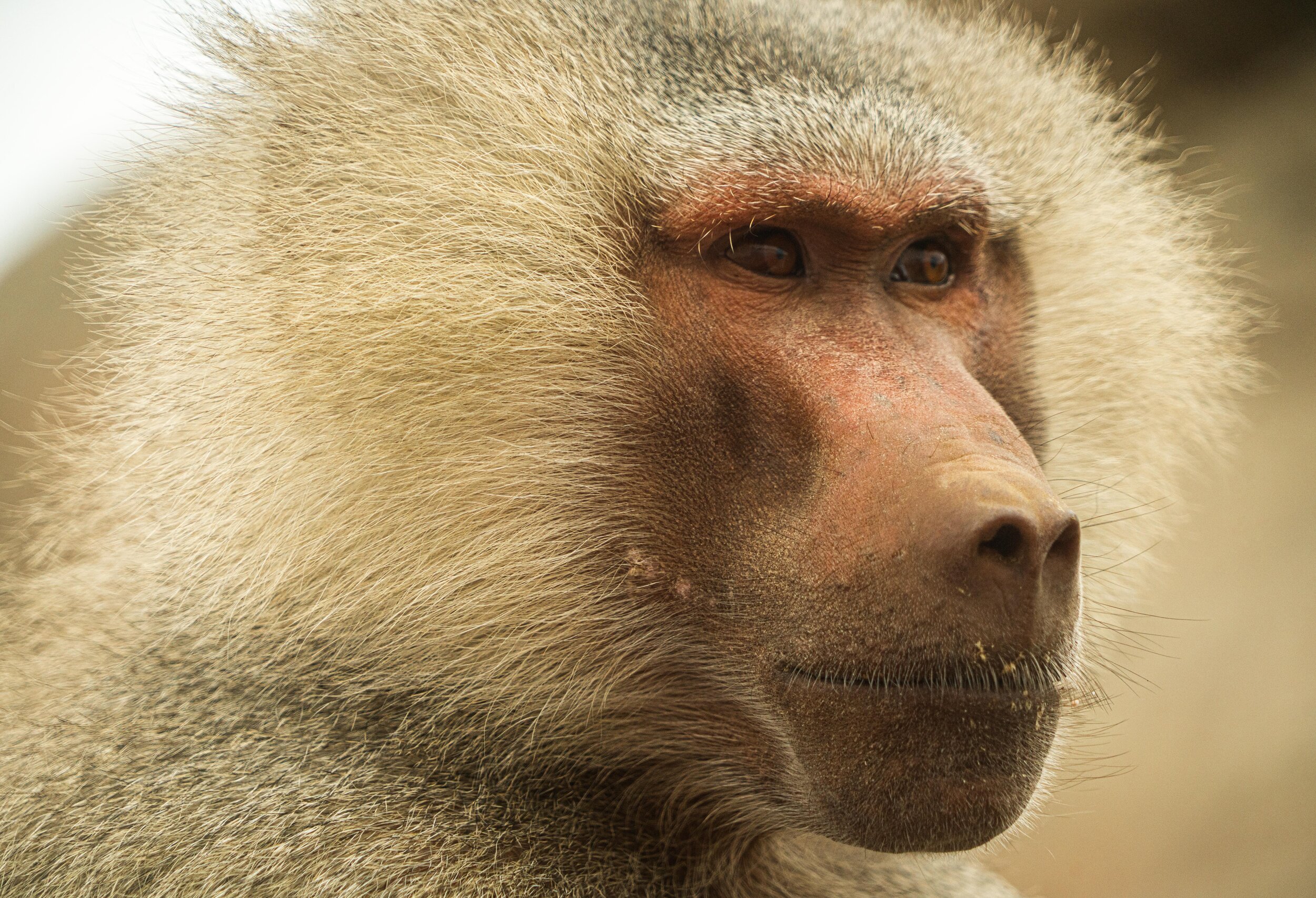 Hamadryas Baboon, Saudi Arabia 