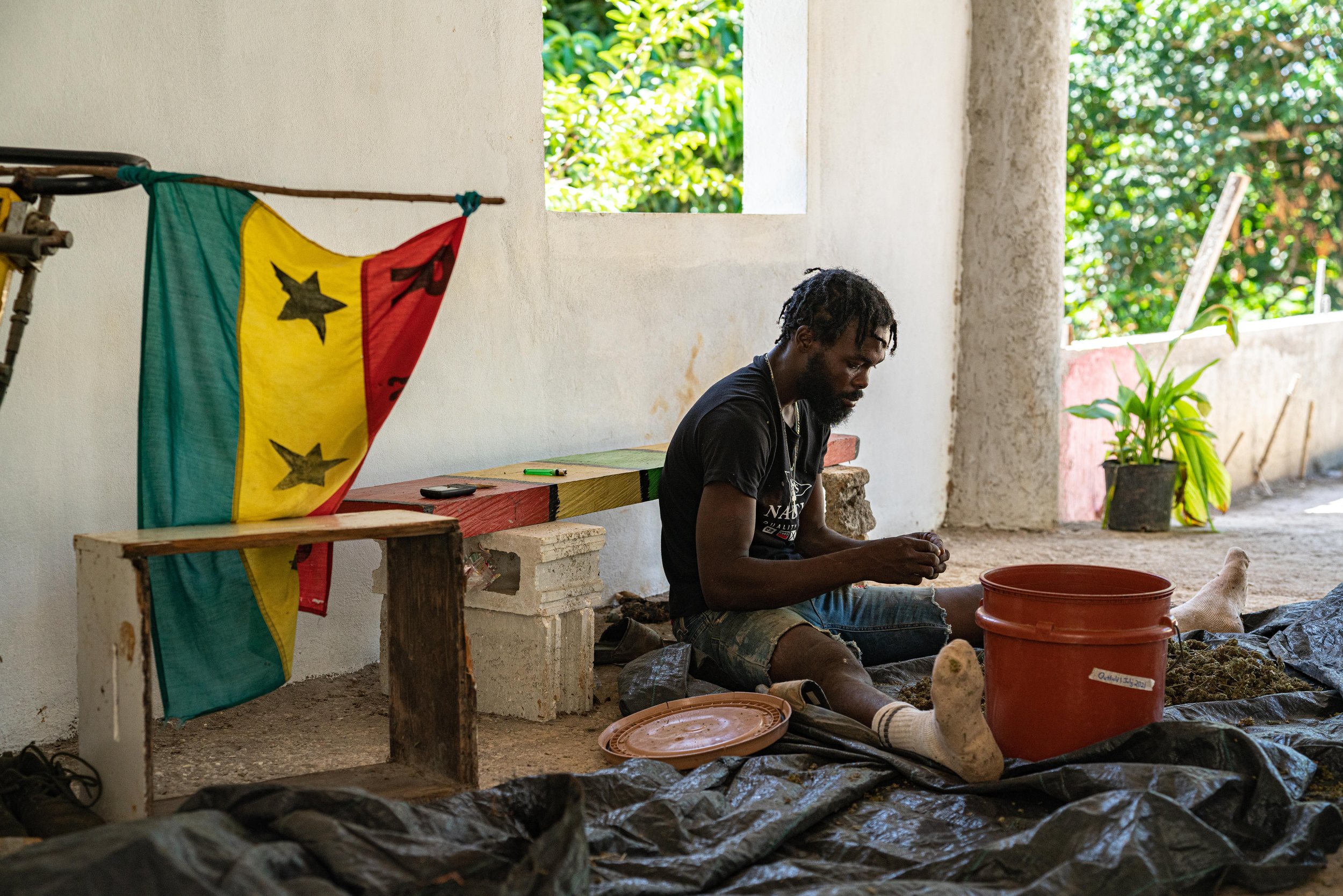 Hand trimming and pruning Cannabis on a Rasta Licensed farm near Linstead, Jamaica.