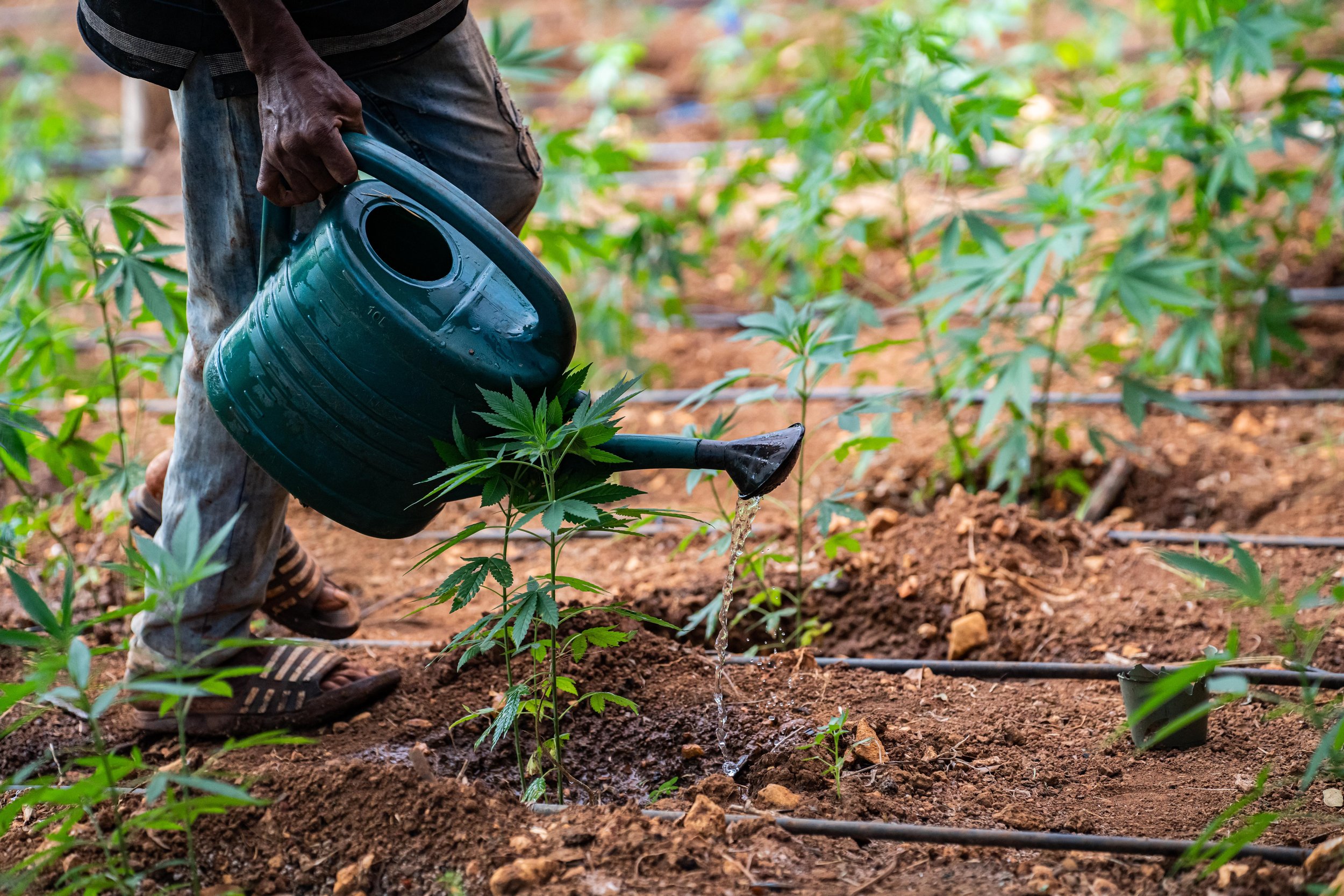 Plants are hand watered on a Rasta licensed growing facility near Linstead, Jamaica.