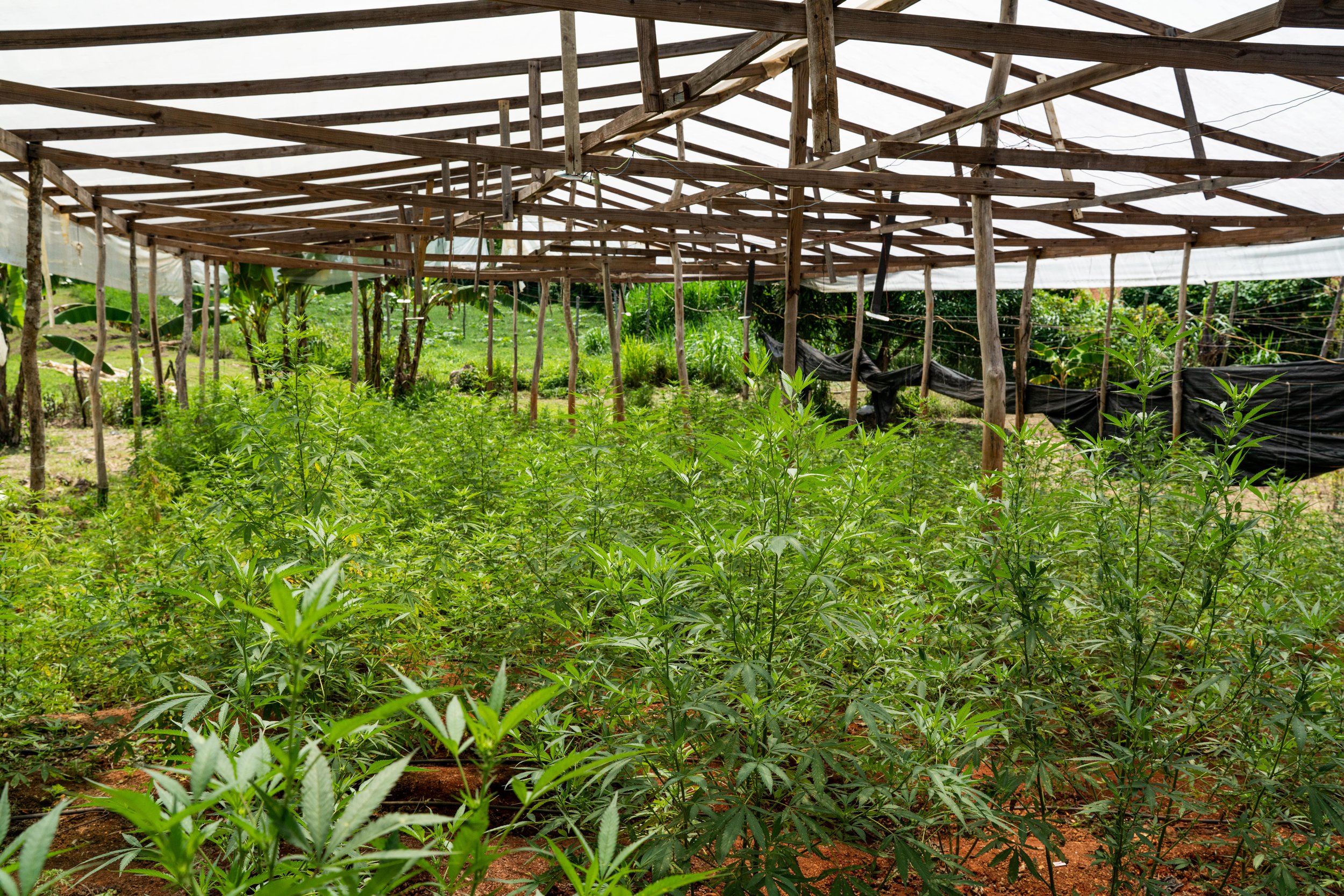 Wooden structures are erected to hold rain off of plants on a Rasta Licensed Cannabis facility near Linstead, Jamaica.