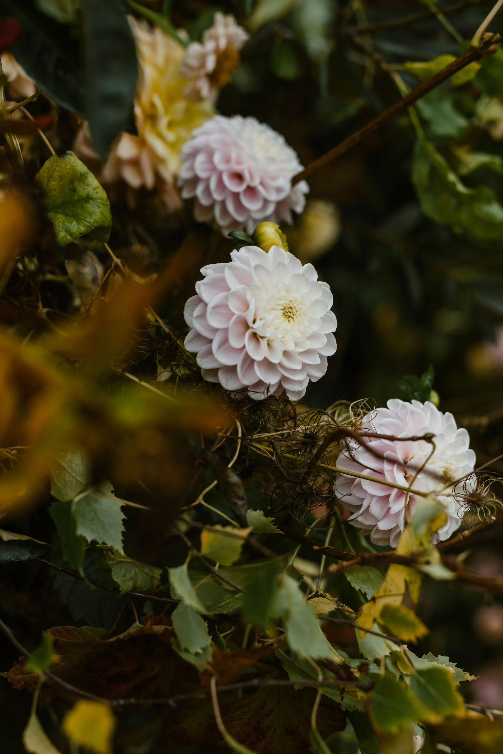 Pink and white dahlias among green leaves and dried plant debris.