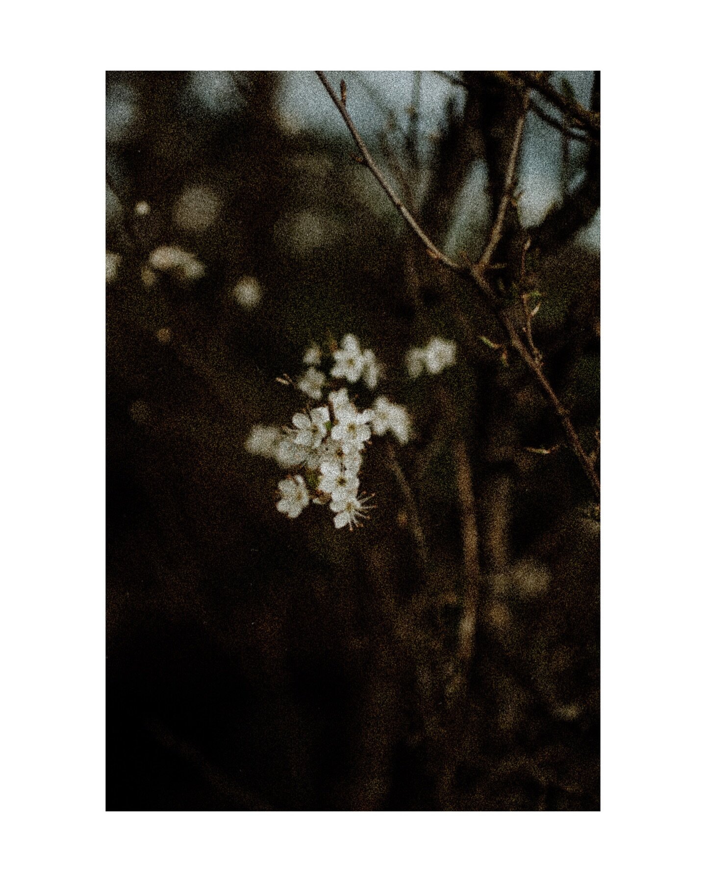 Beware the blackthorn winter has felt very apt today.. after yesterday&rsquo;s sunshine and warmth it has reverted to cloudy and cold here in the Cotswolds.

Makes for some good photo opportunities though&hellip;

#blackthornblossom #blackthornwinter