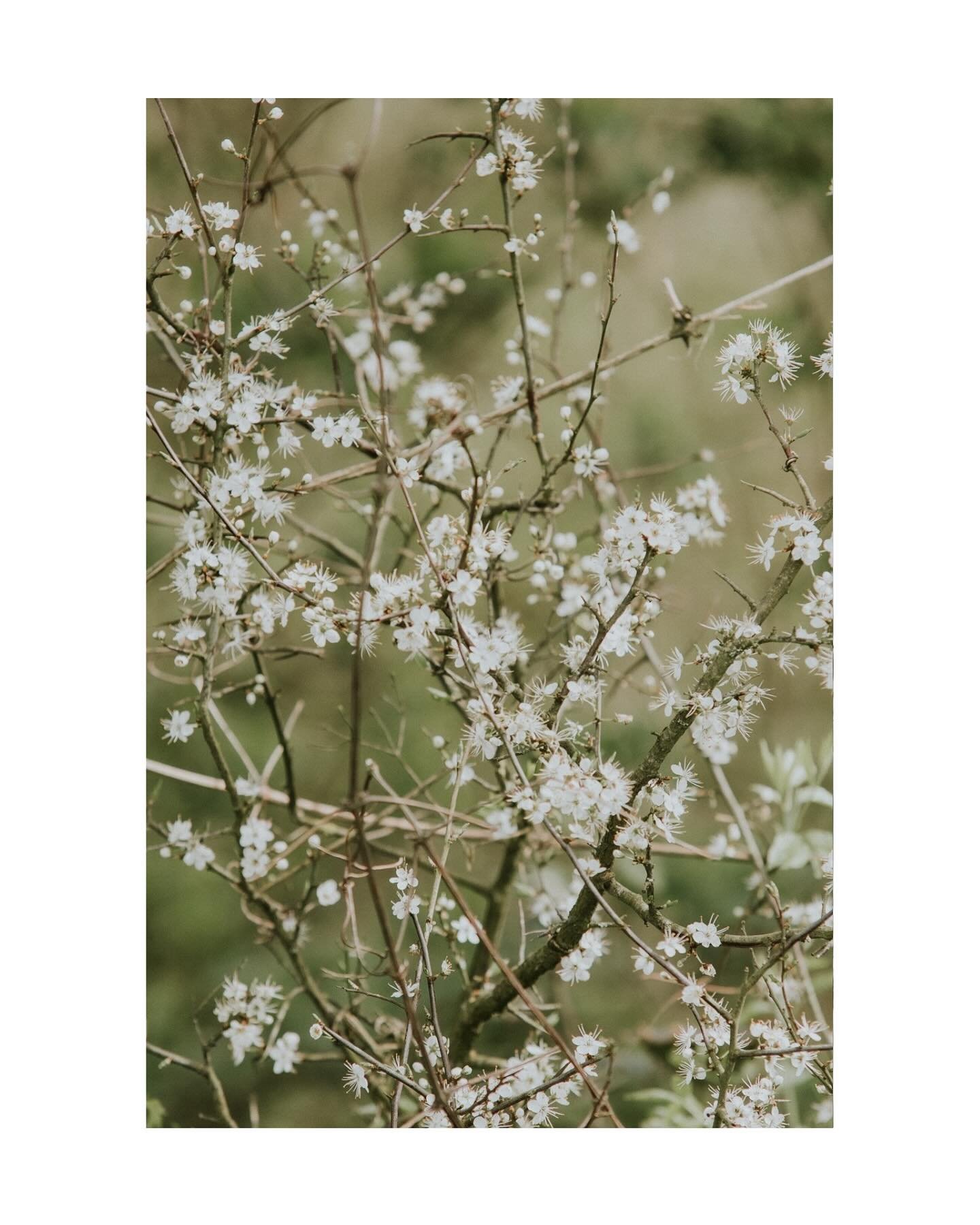 A tangled beauty&hellip;

The last of the blackthorn blossom under a sunlight sky - the first in a long time.. May this be the first of many days of warmth, bird song and blossoms.

#naturephotography #wildflowerseason #naturephotographer