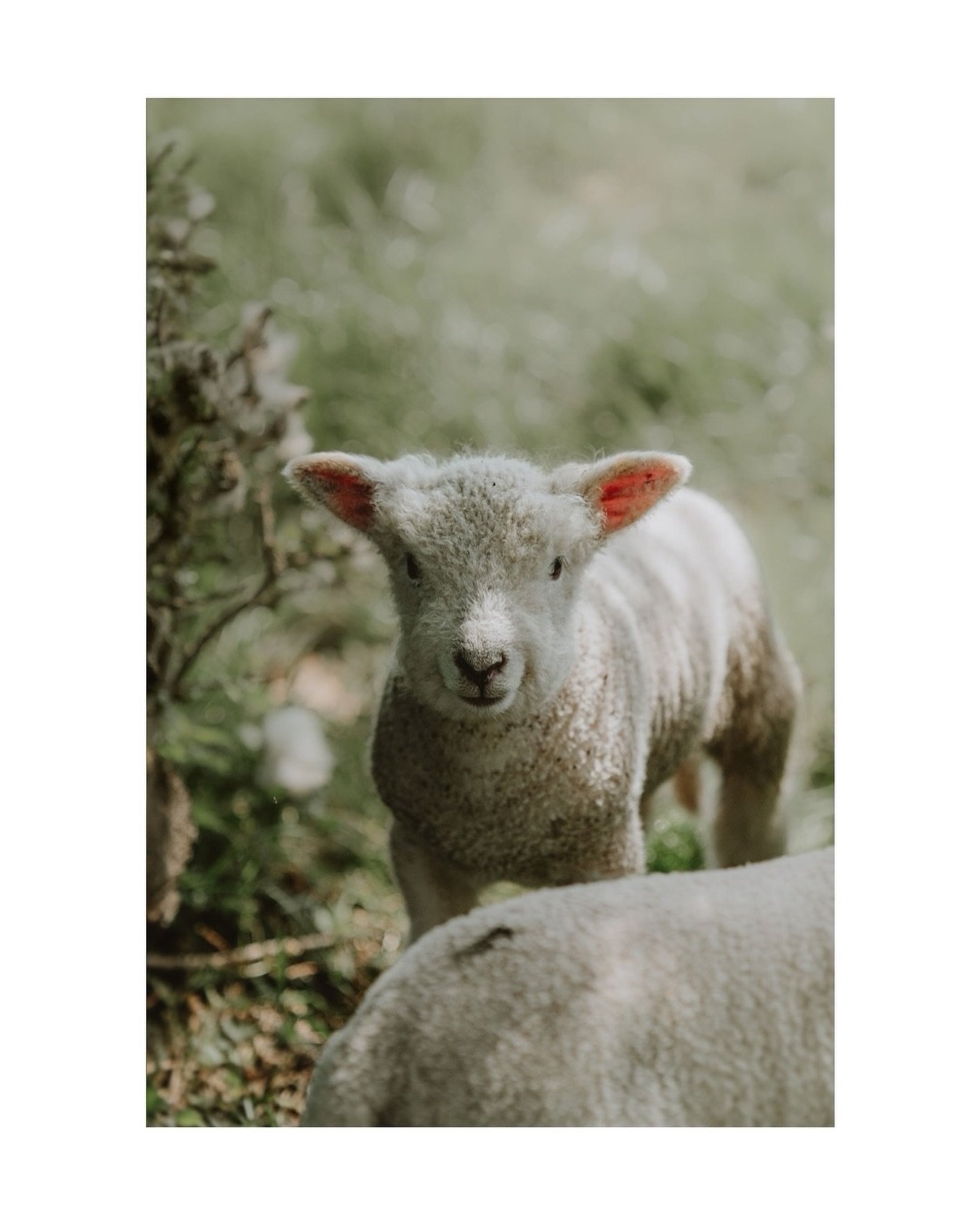 Sweet faces on travels for @fablefaine this week&hellip;

#lambs #springtime #countrysideliving #countrysidephotography