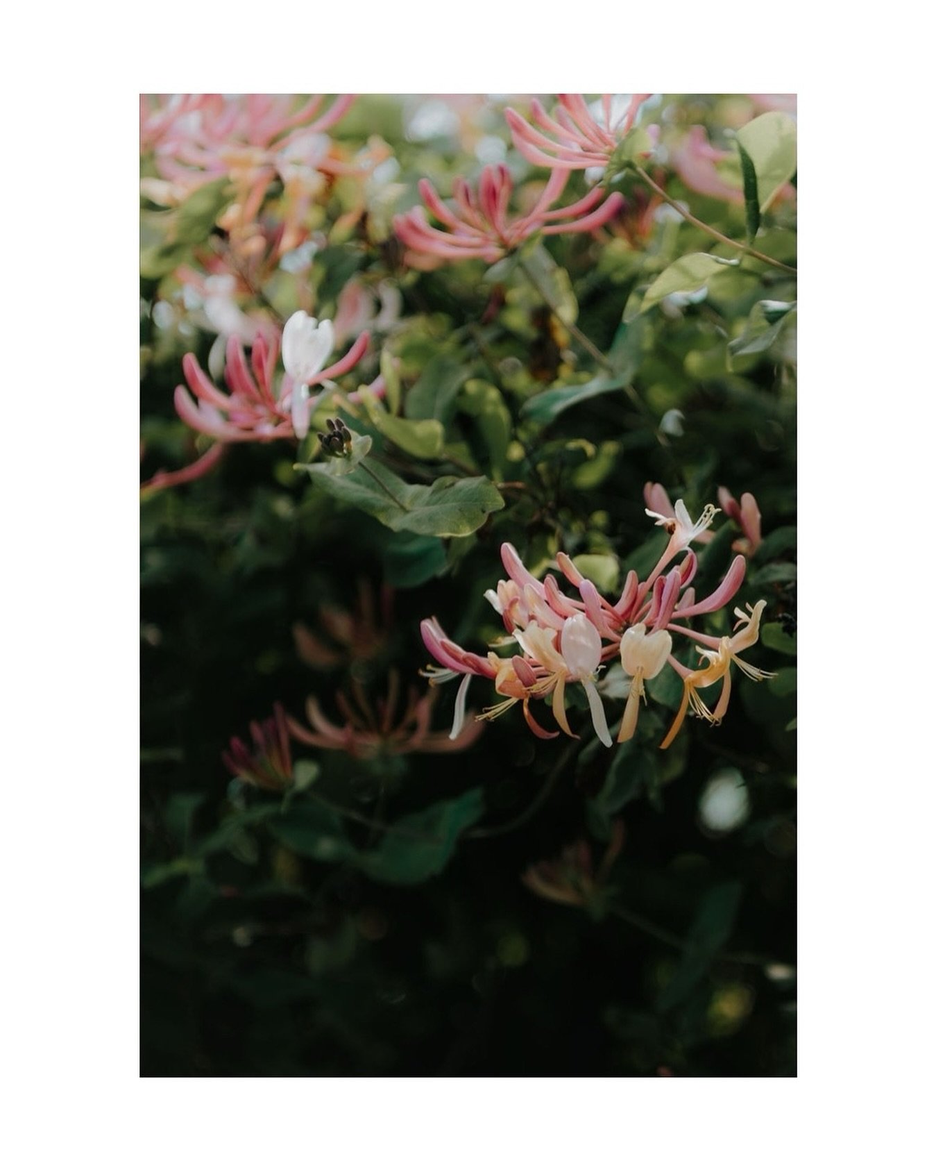 Beautiful honeysuckle&hellip; reminds me of my Granny.

#honeysuckle #springflowers #wildflorography #countrylife #countryliving