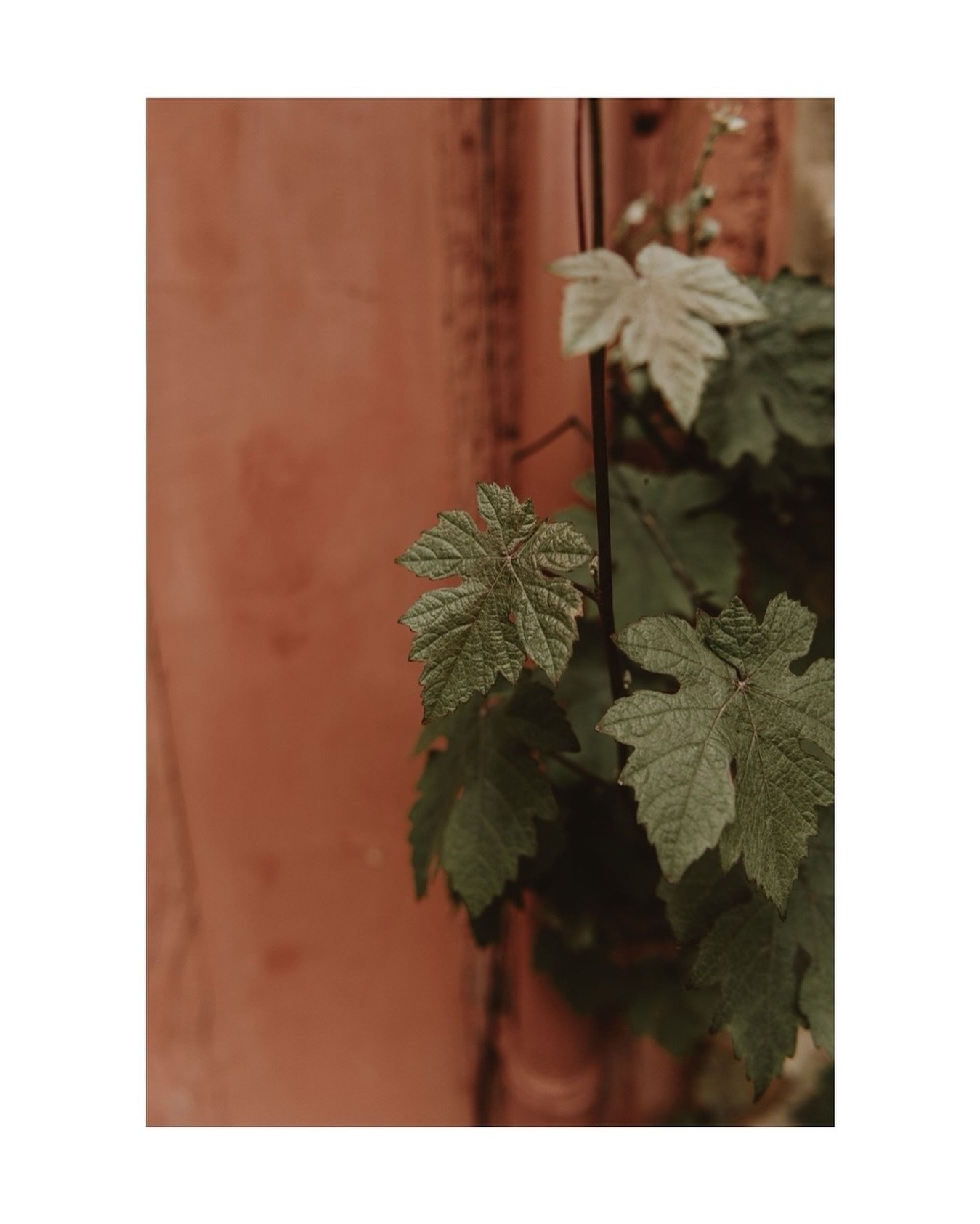 Vines on pink walls.. what&rsquo;s not to love?

A tiny snippet from my work for @fablefaine this week.. lots more to share as I head countrywide finding the best places for your photoshoots&hellip;

#countrysidephotography #countryliving #countrylif