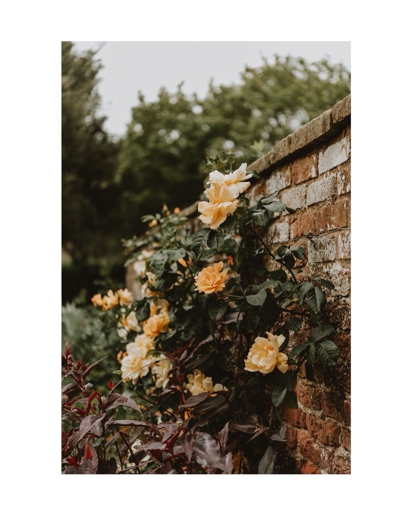 There isn&rsquo;t much lovelier than roses growing on an old brick wall is there?

#roses #gardenphotography #gardenphotographer #flowerphotography