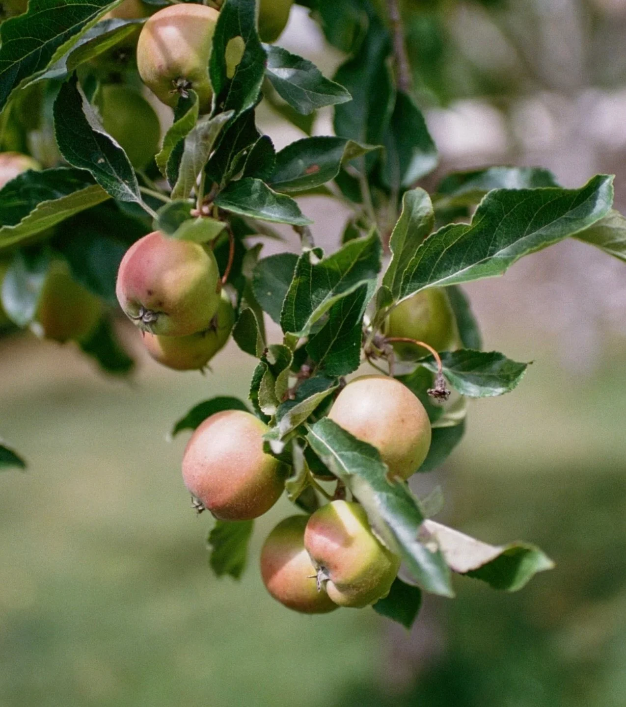 Some moments on film from this summer.. including a few from the wonderful @nationalgardenscheme - we visited some beautiful gardens this year. Little havens tucked away and carefully tended. Lots of inspiration for redoing our own garden in the comi
