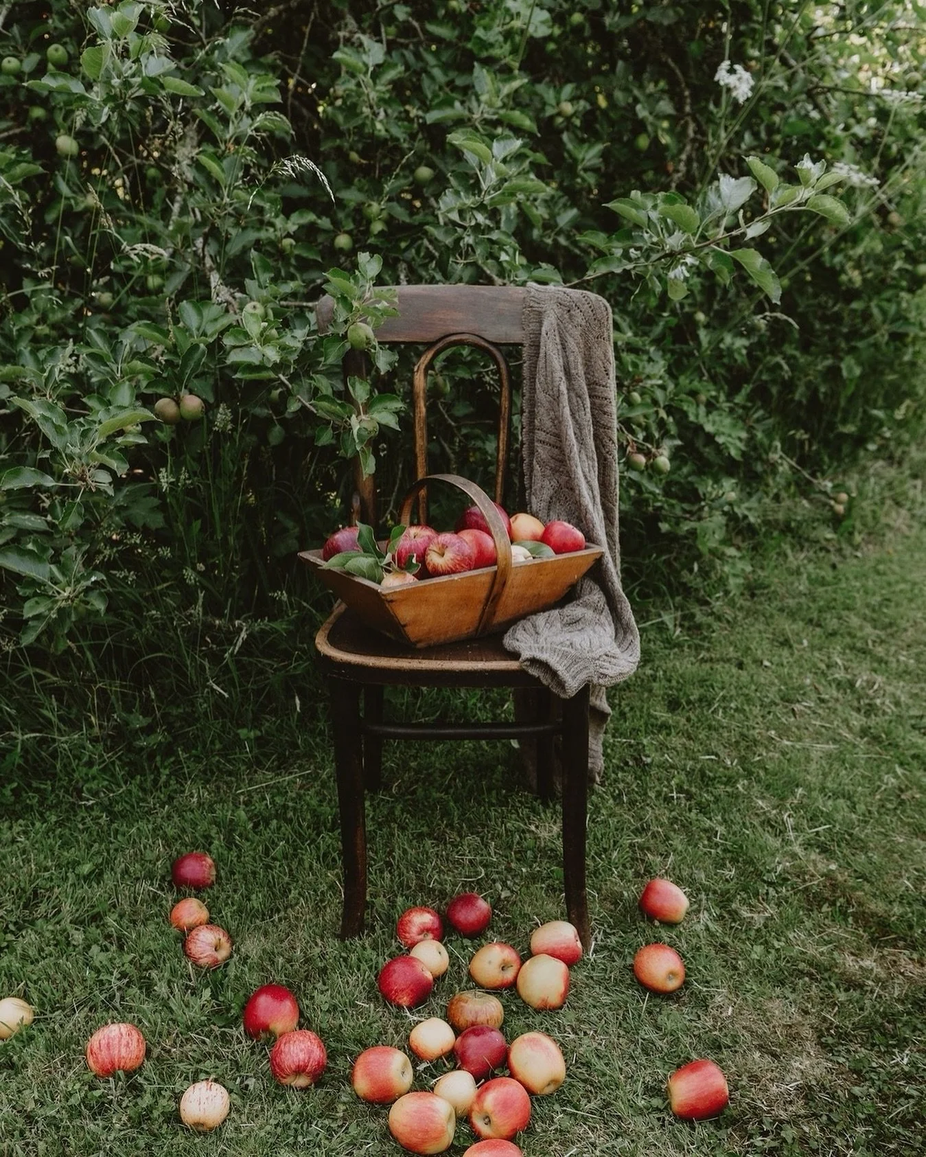Orchard scenes&hellip;

Knitwear by @herdwear 

#countrylife #countryliving #countrylifestyle #brandphotographer #brandphotography
