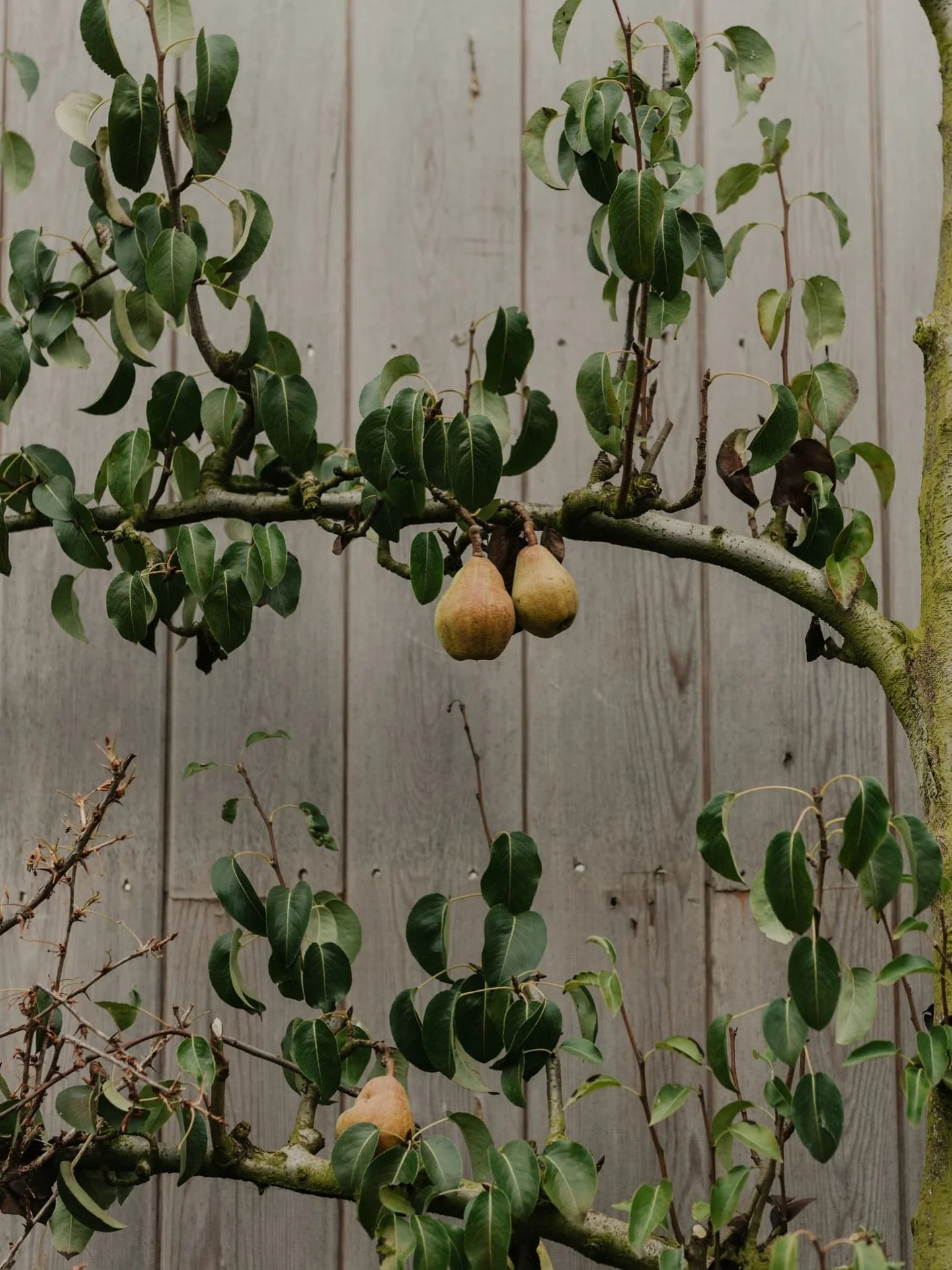 Taking solace in the beauty of fruit trees&hellip;

#peartree #orchard #harvesttime