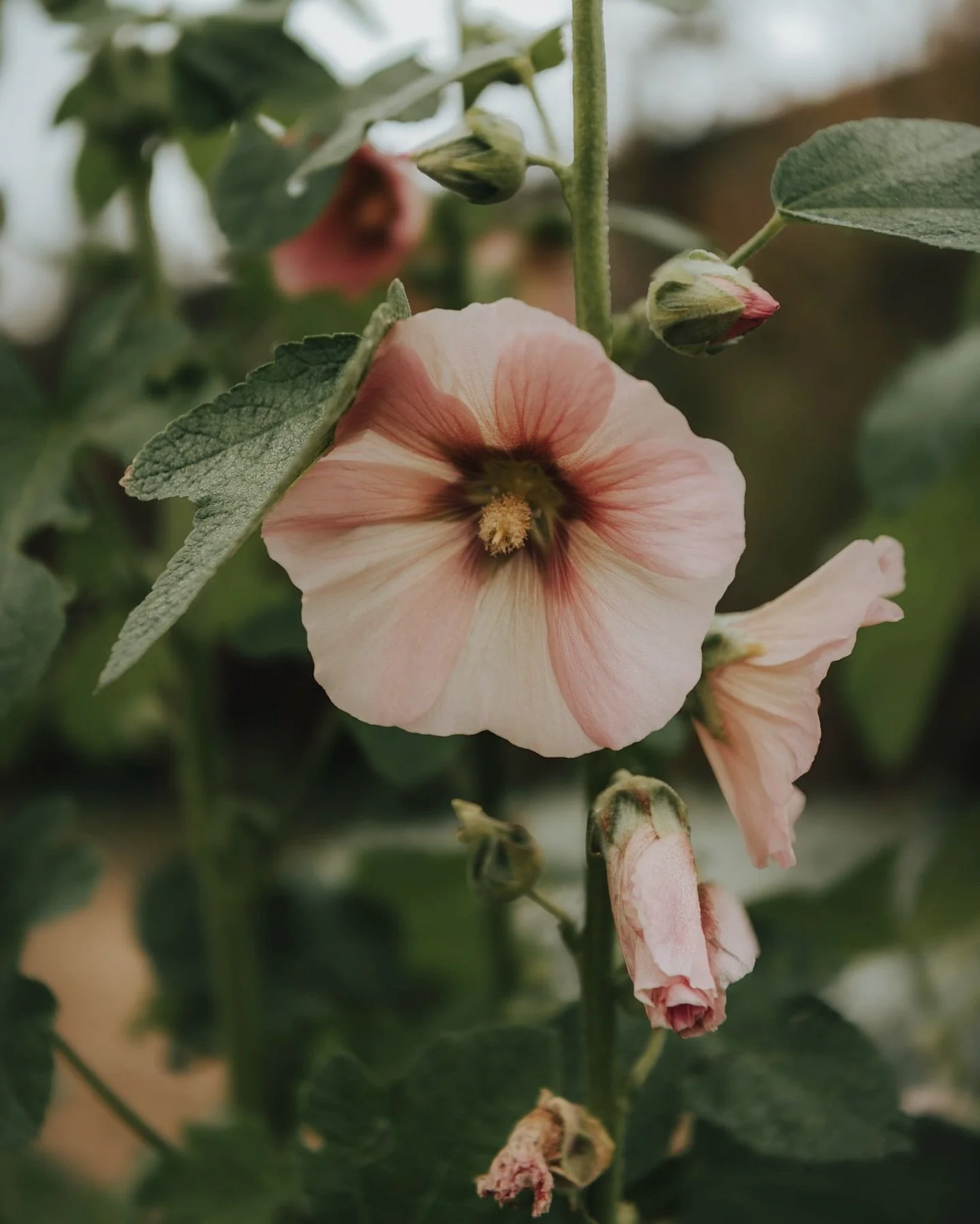 Ending the week with flower Friday.. a little corner of the new home of @brambleandwild 

#flowerfriday #photographyforflorists #flowersmakemehappy  #brandphotography #brandphotographer