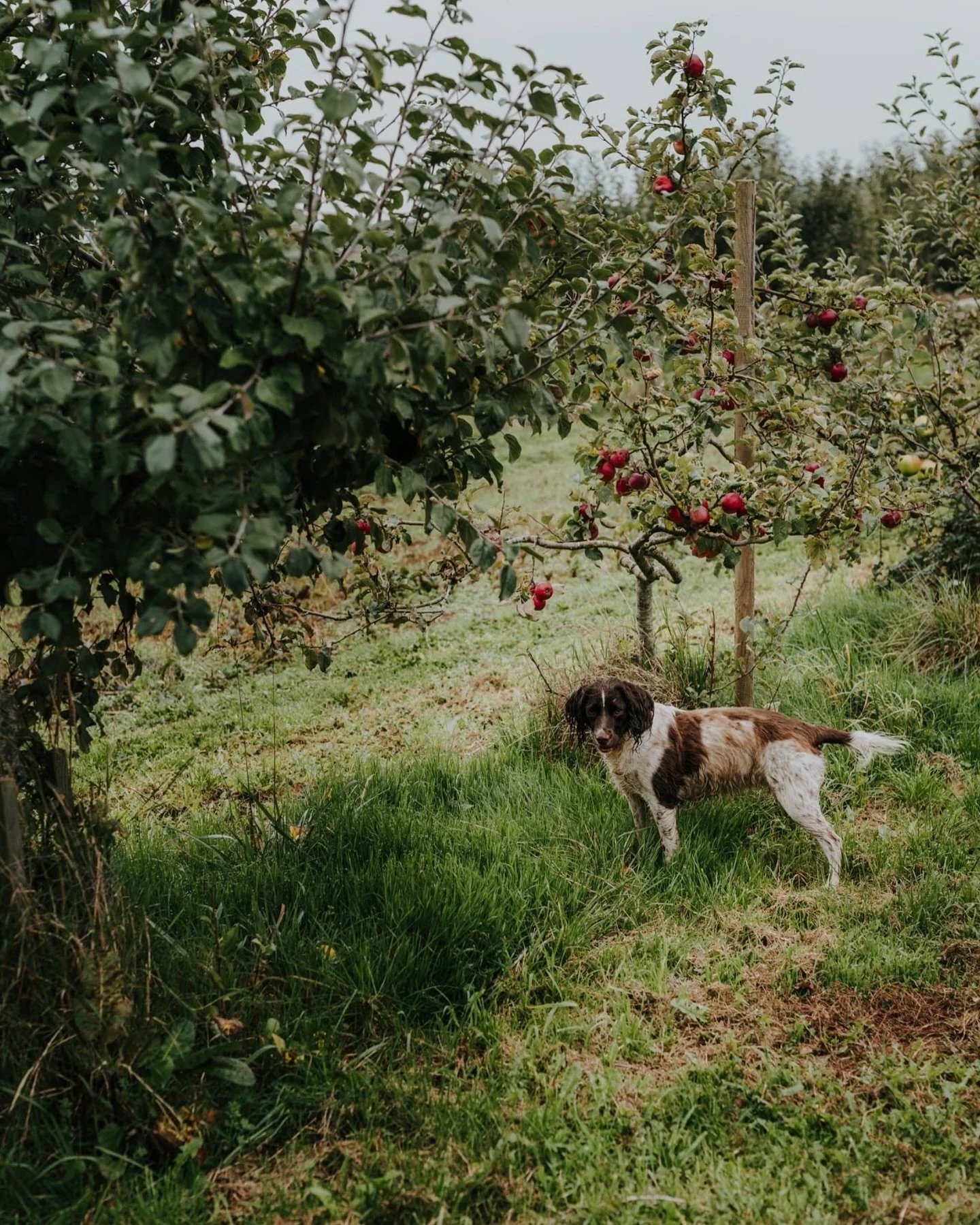 Weekend moments.. 

#countrysidephotography #autumndays #countrysidephotographer #countrysideliving #countrysidelife #springerspaniel